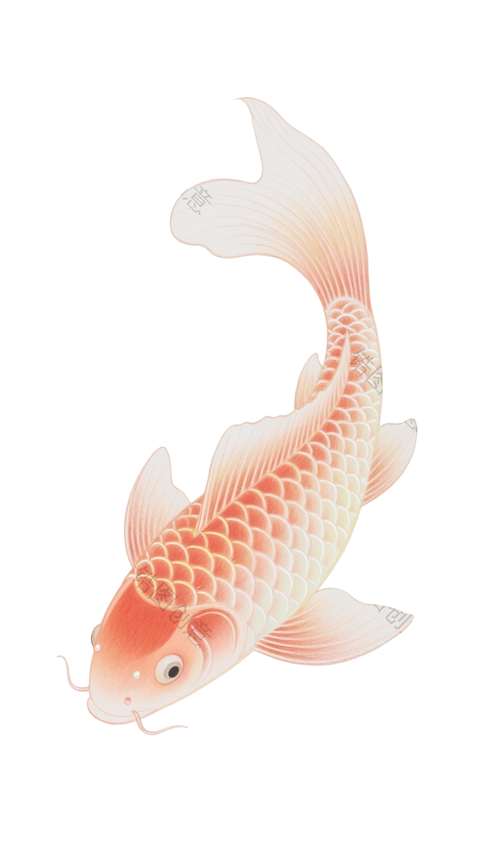 动物系列鲤鱼元素
