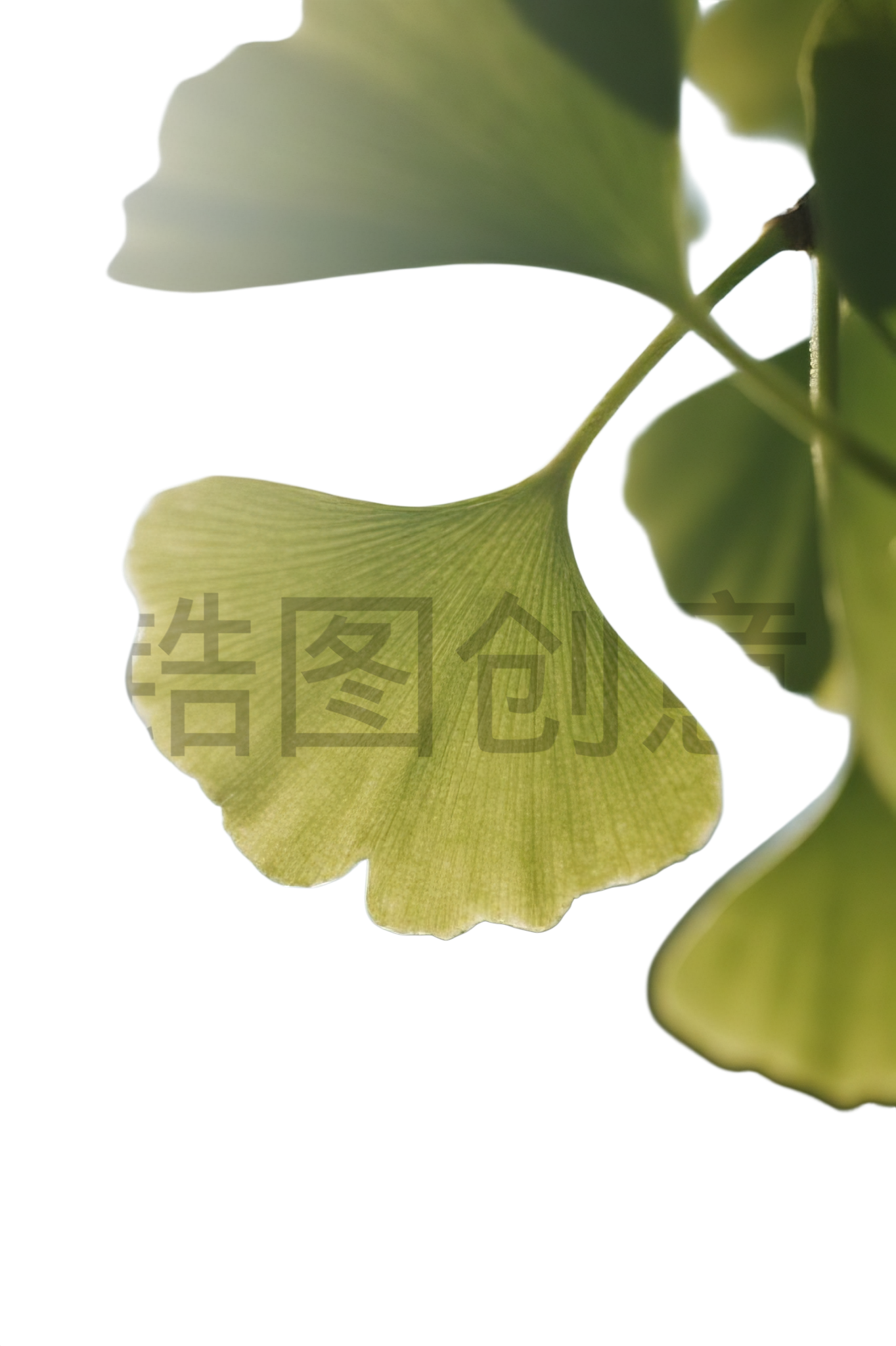 杏叶元素