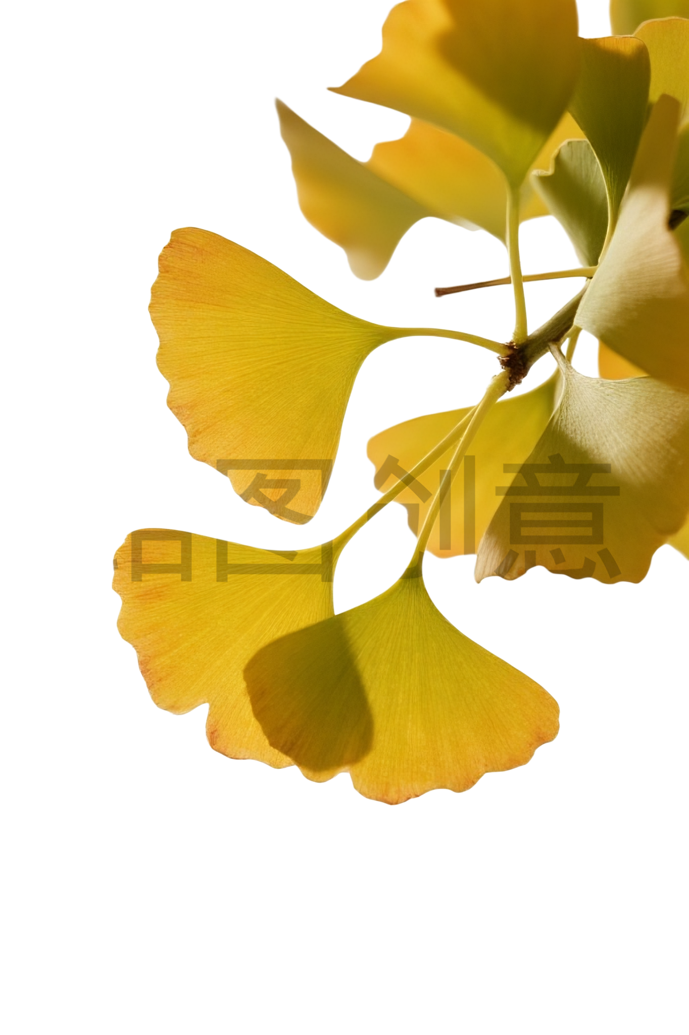 杏叶元素