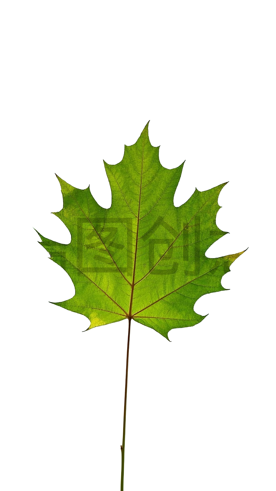 植物树叶一片梧桐树叶元素