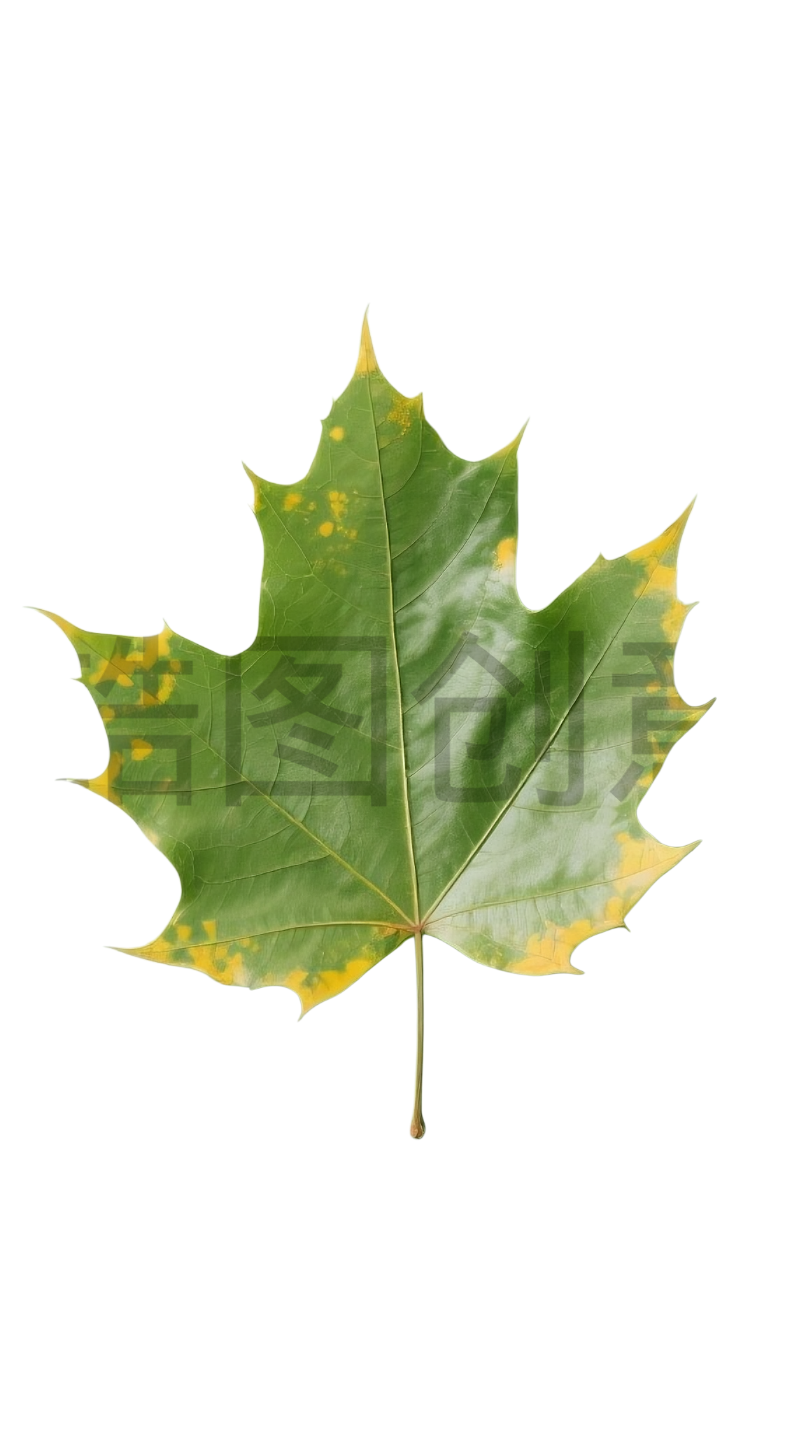 植物树叶梧桐树叶元素