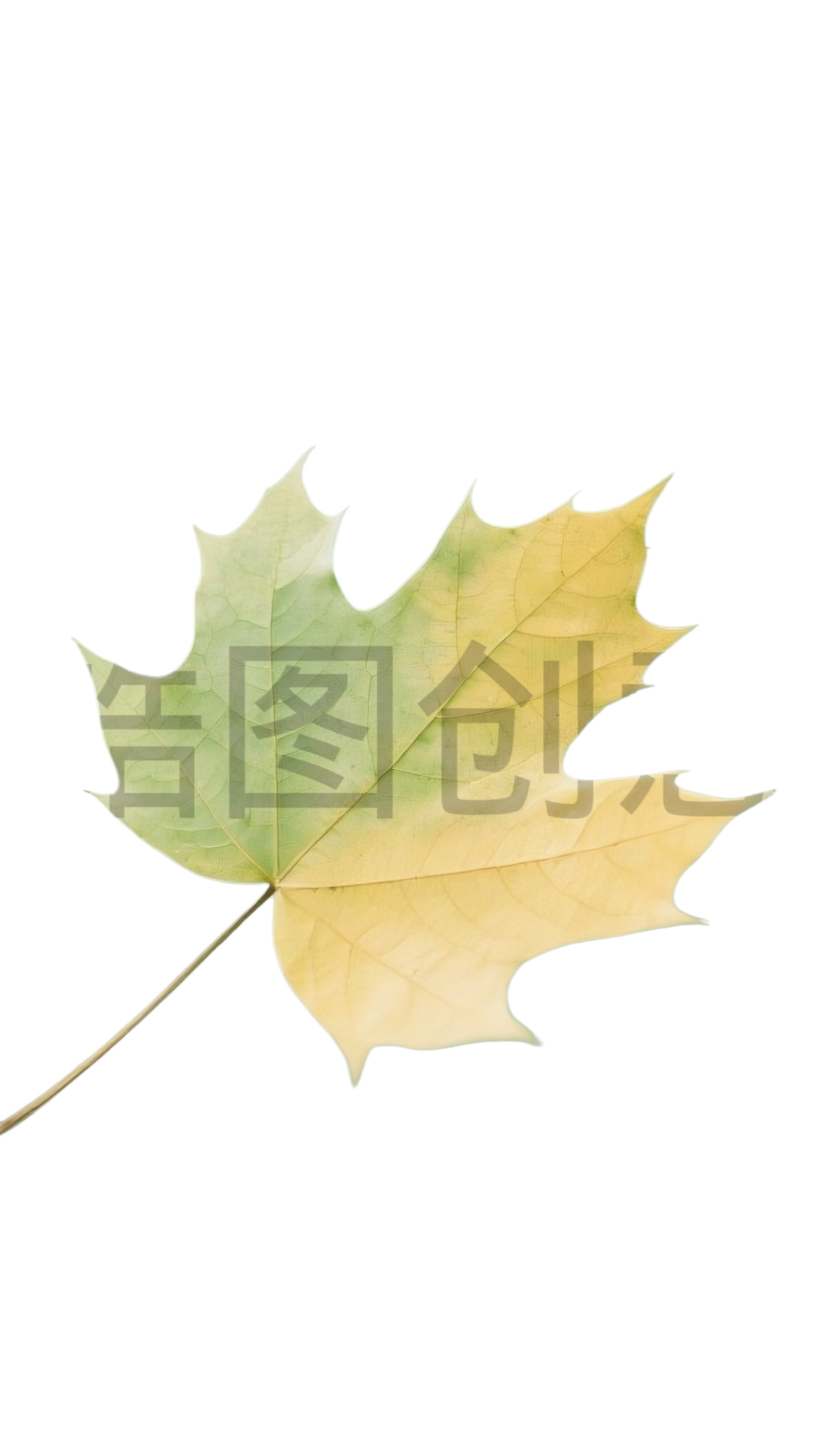 植物树叶一片梧桐树叶元素
