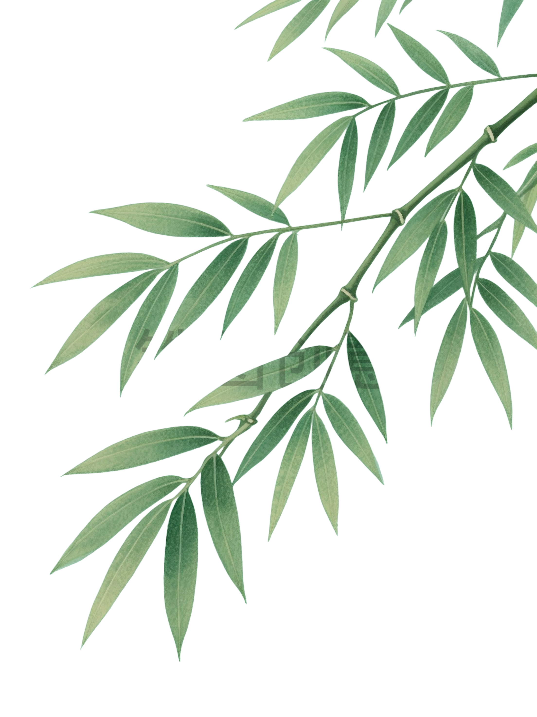 竹子竹叶枝叶元素