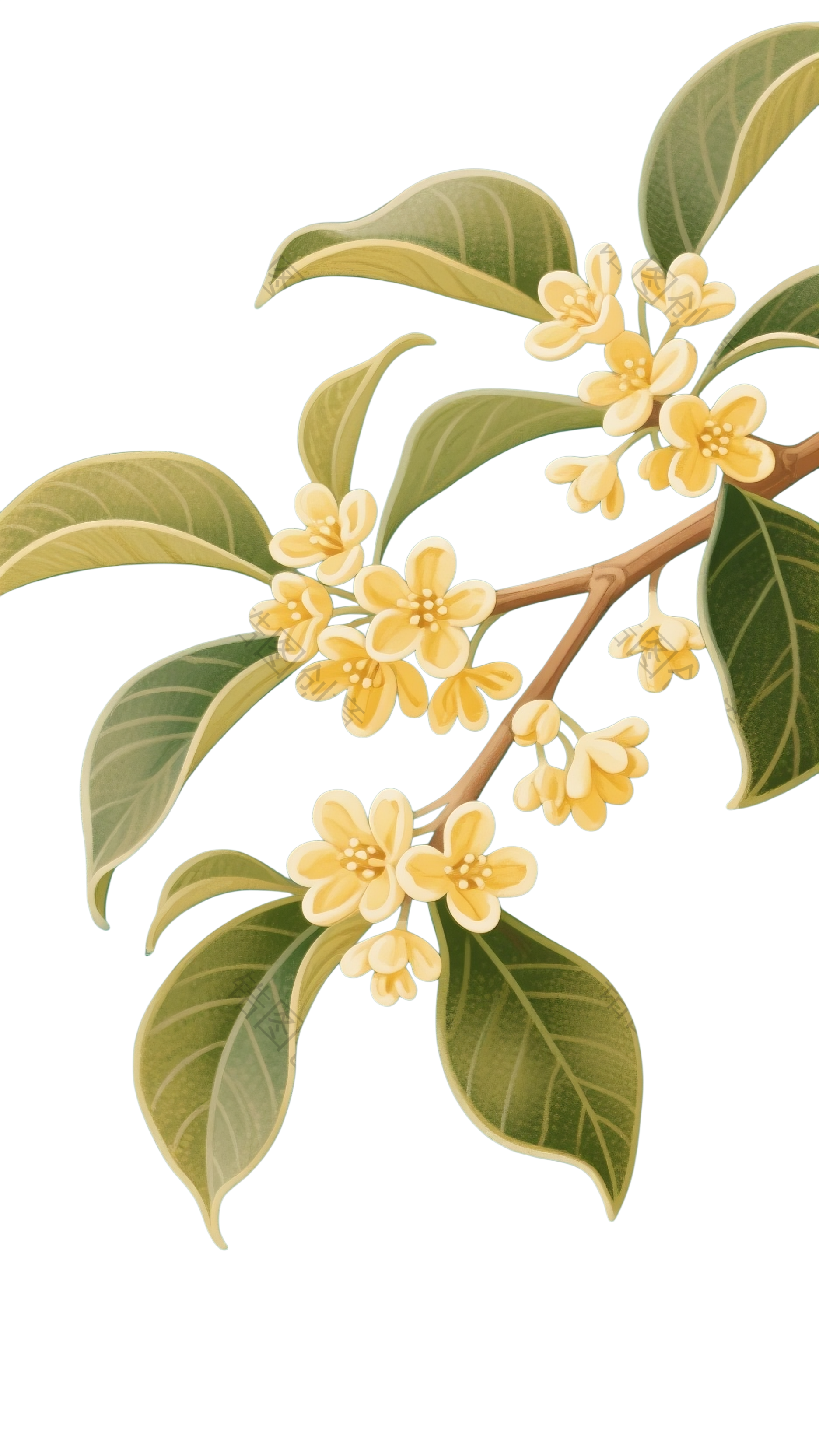 桂花花枝元素