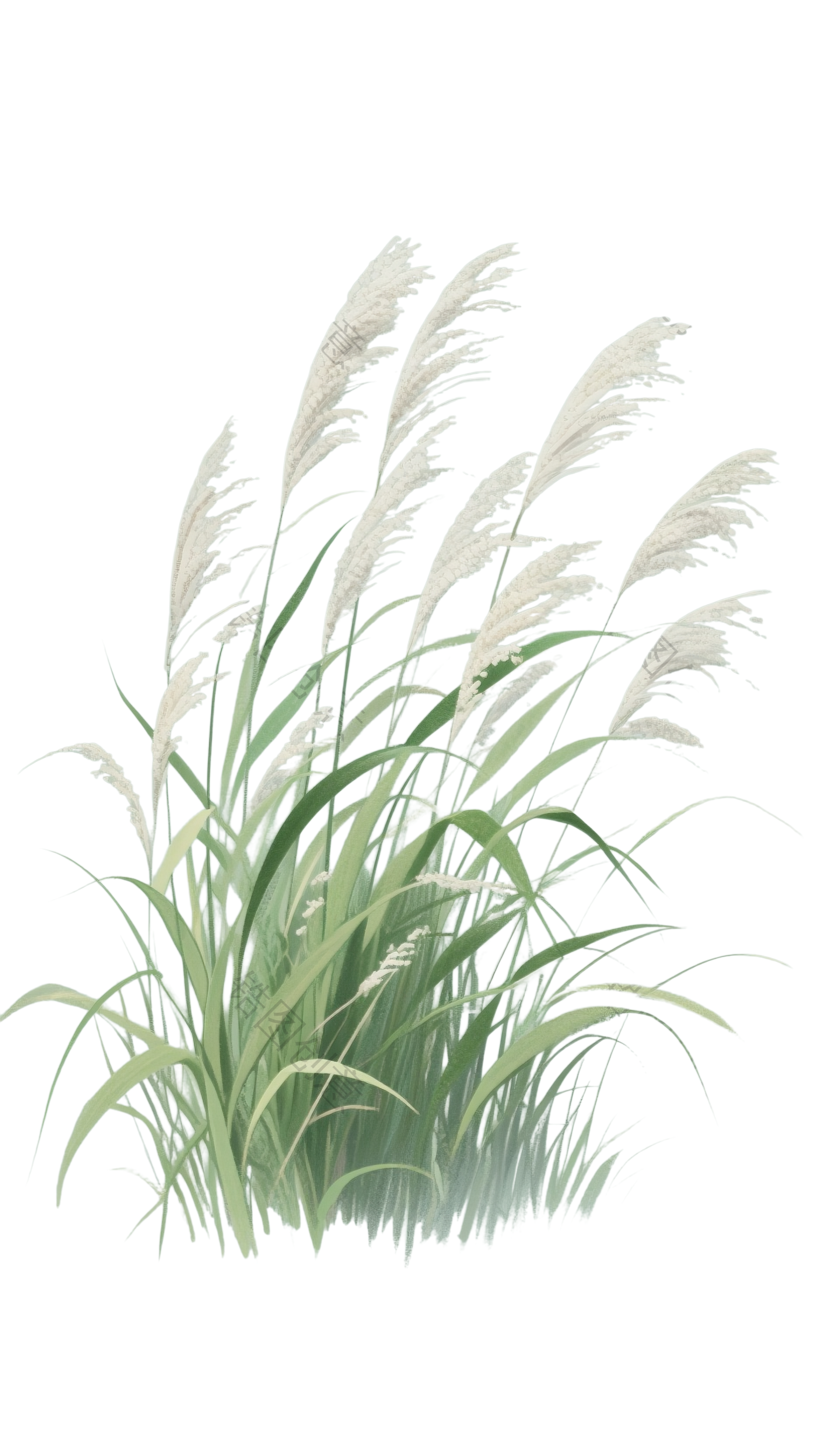 芦苇插画元素
