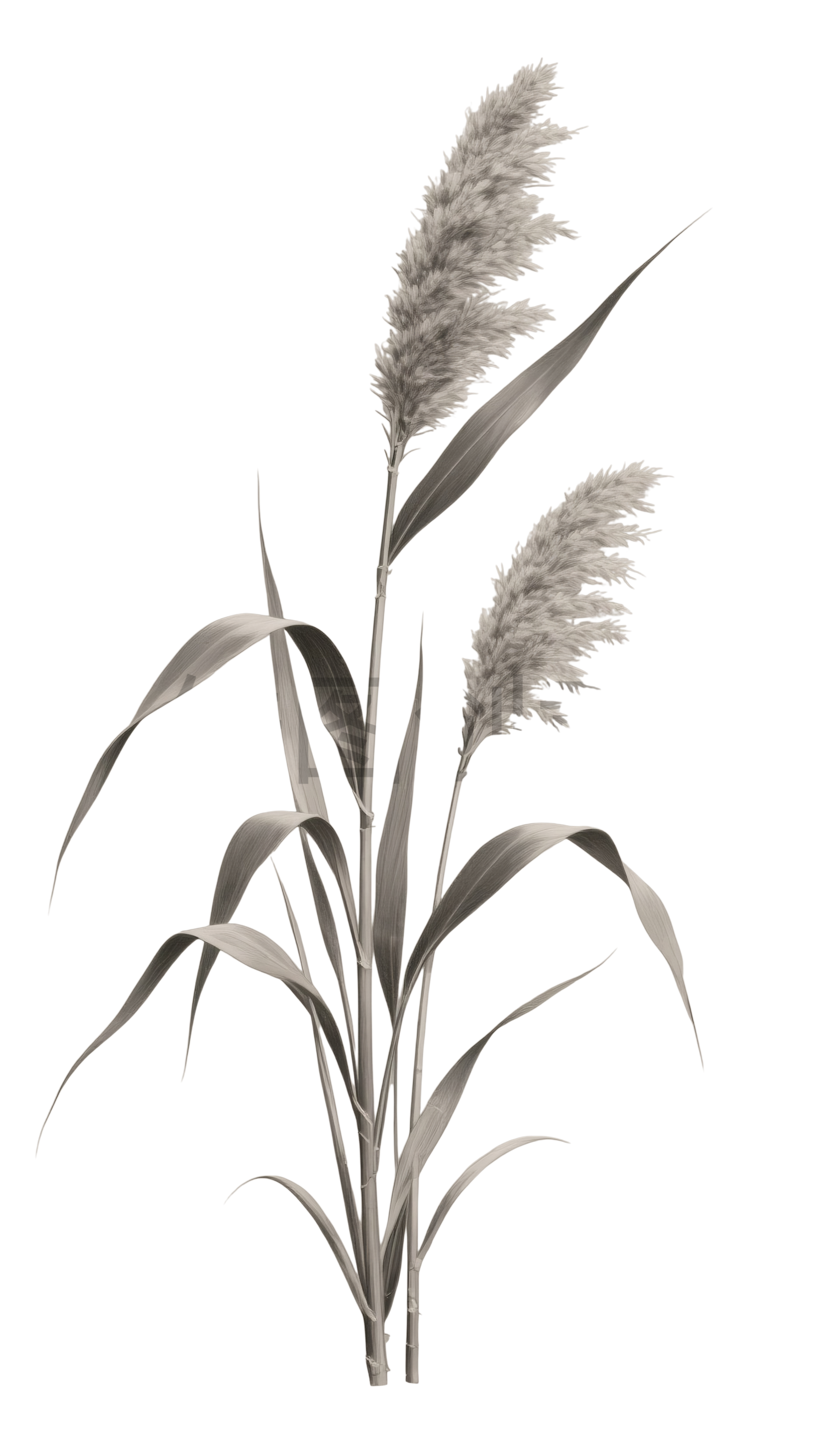 芦苇元素