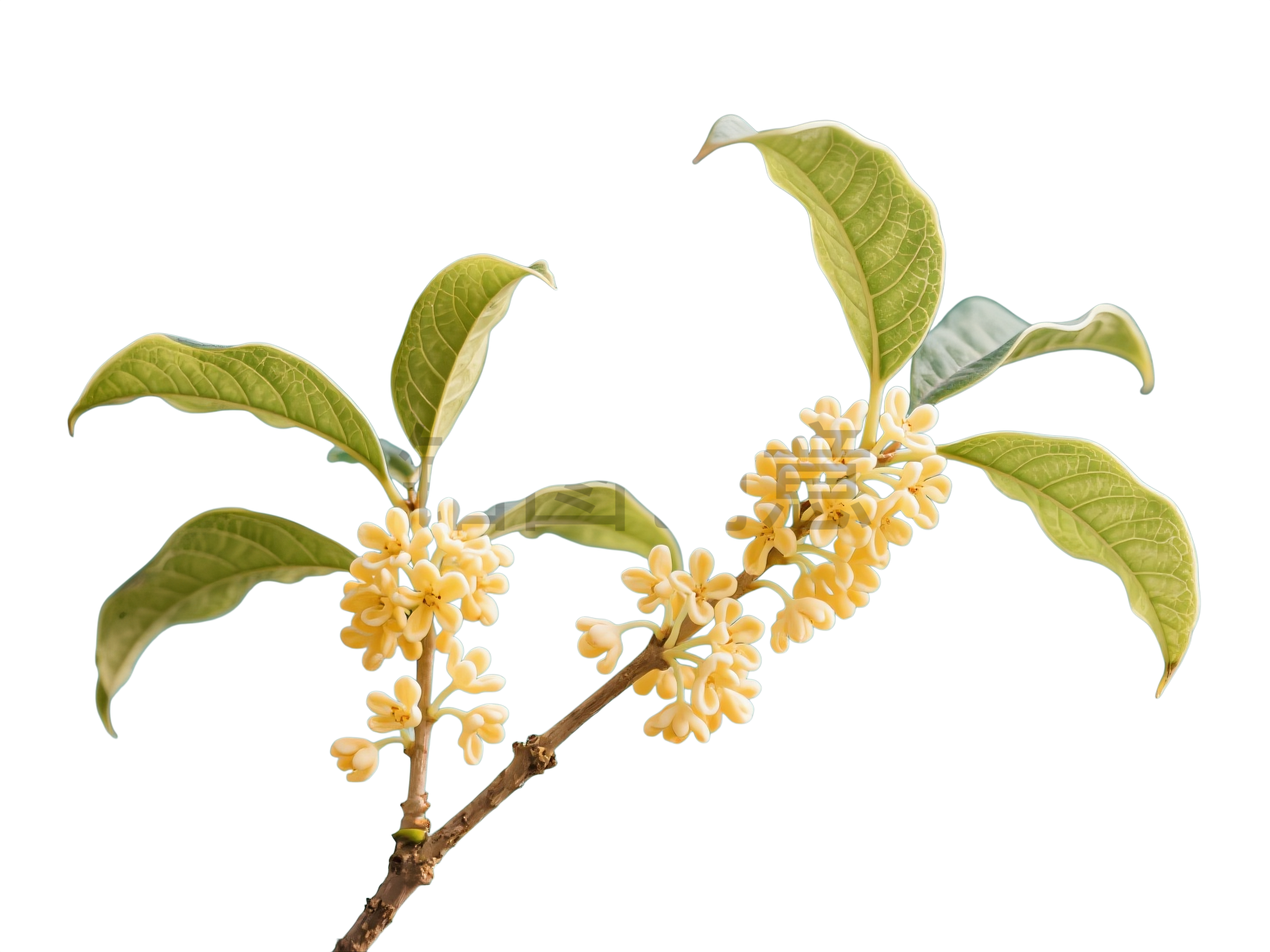 桂花花枝元素