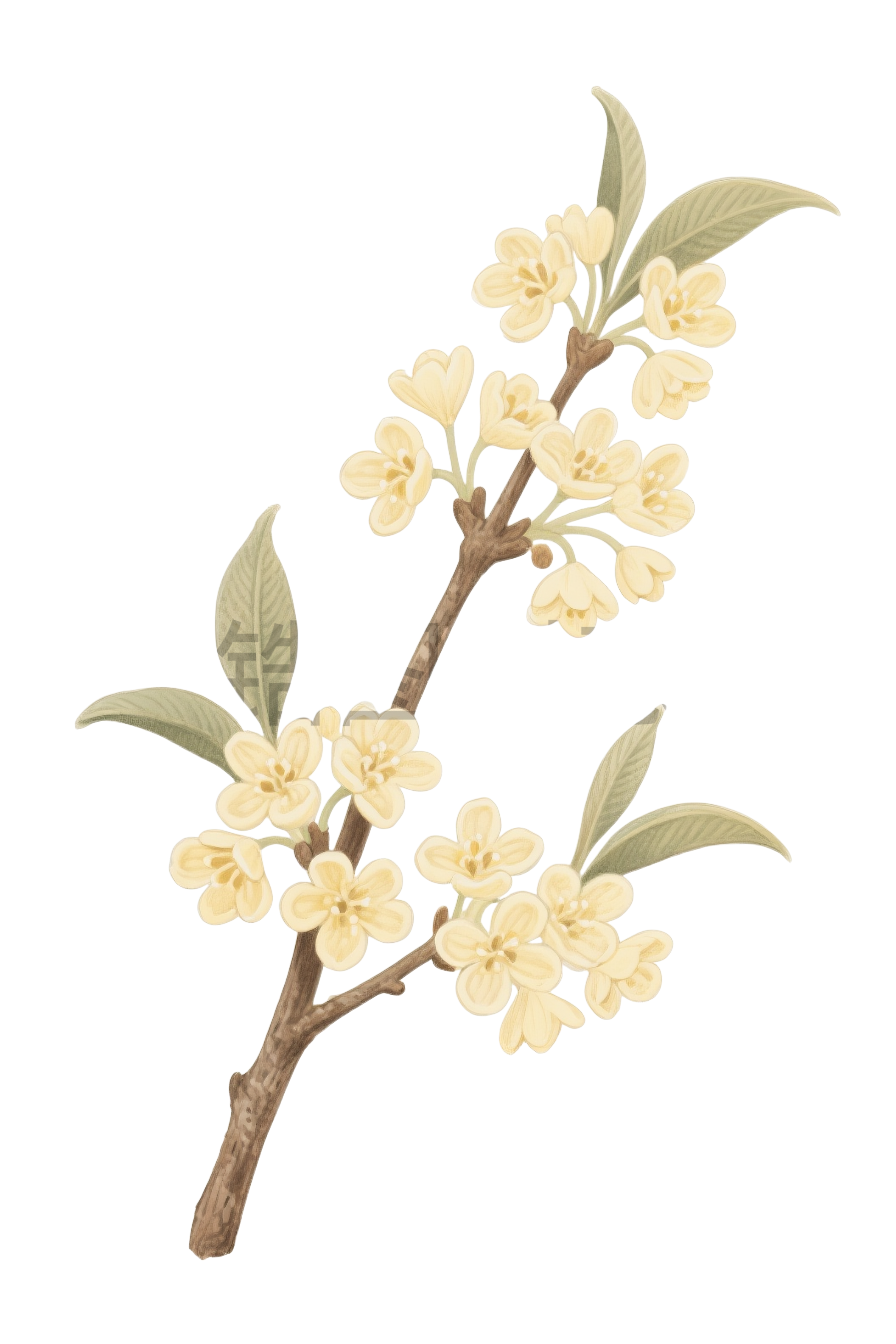 桂花花枝元素