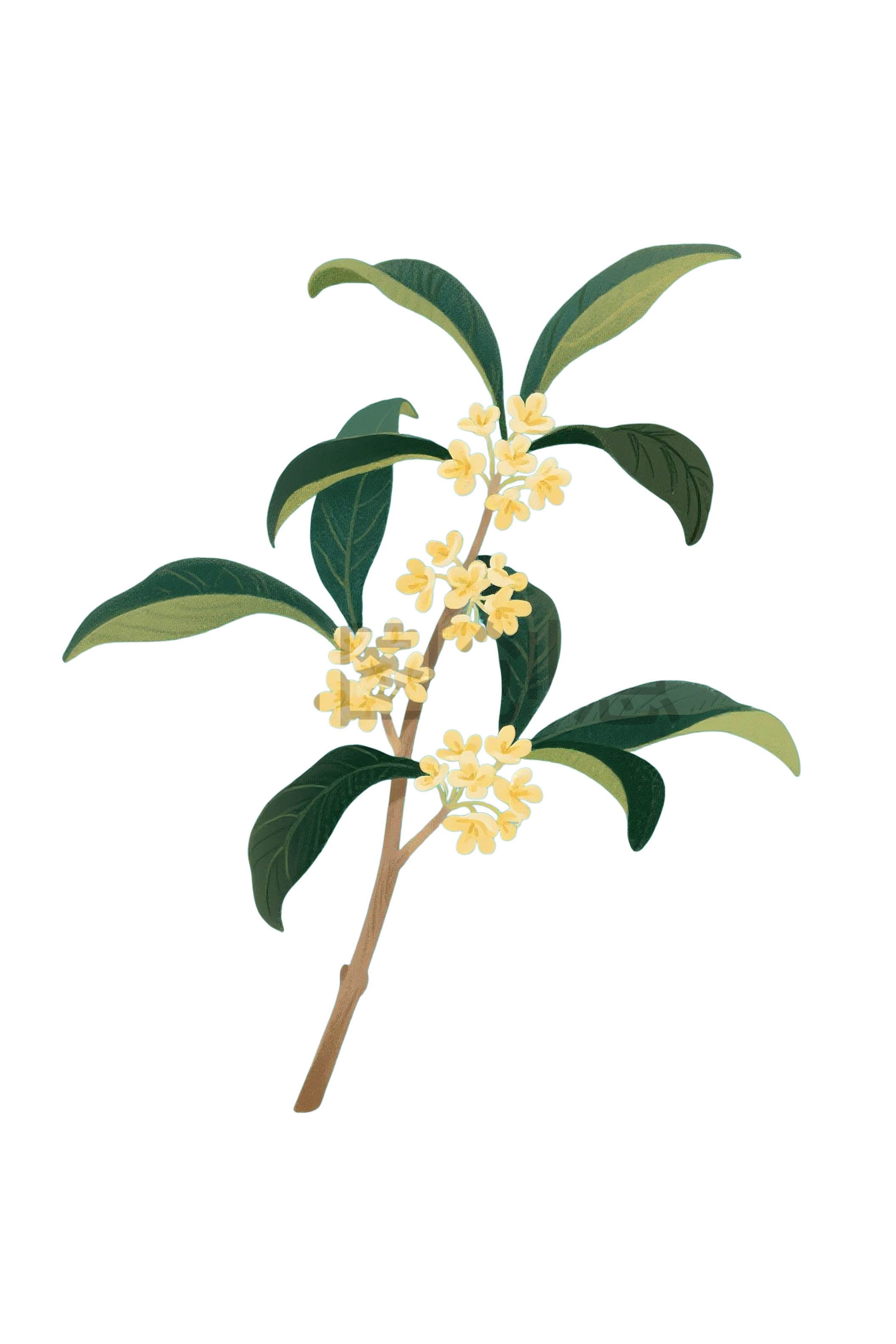 桂花花枝元素