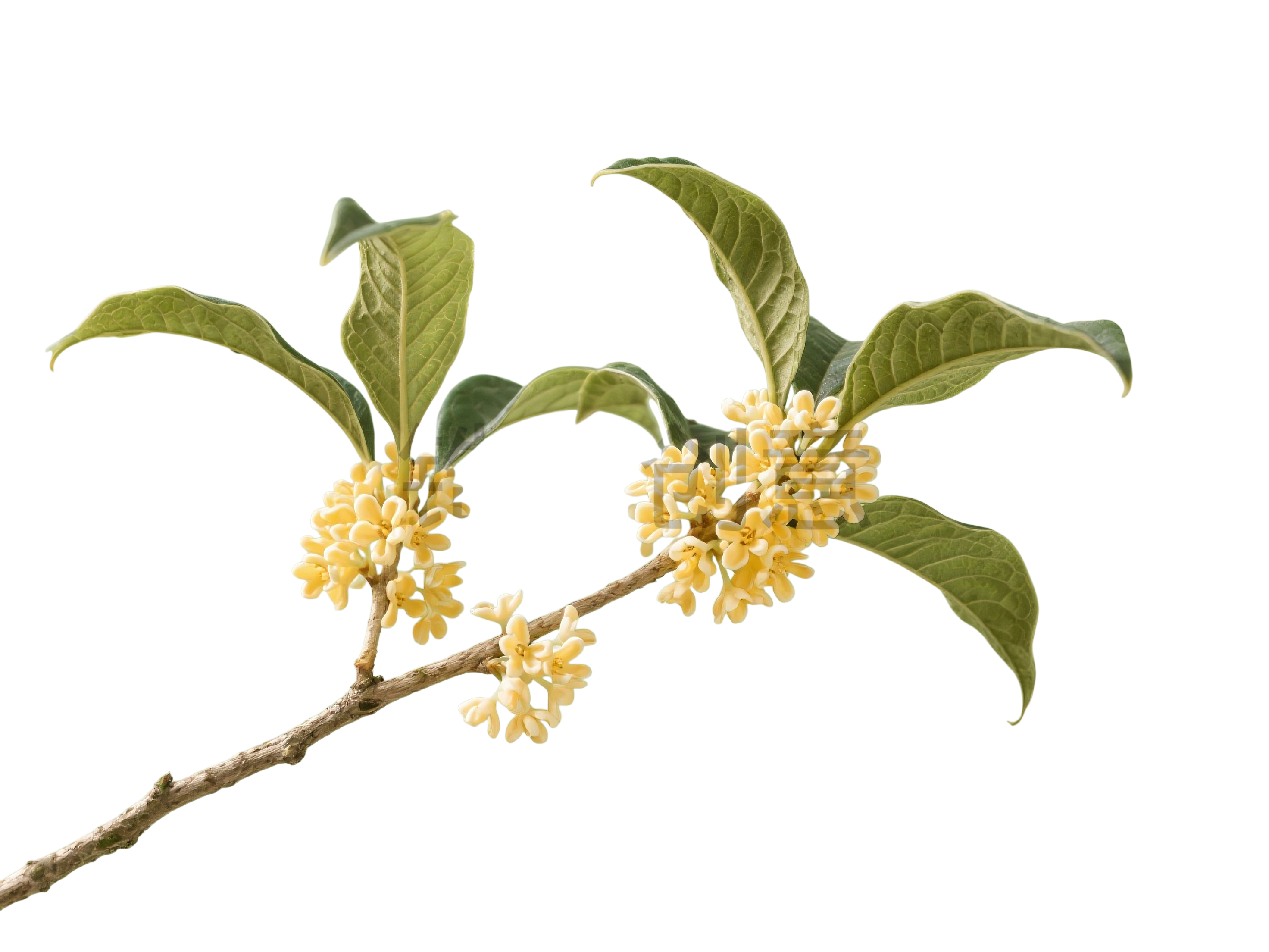 桂花花枝元素
