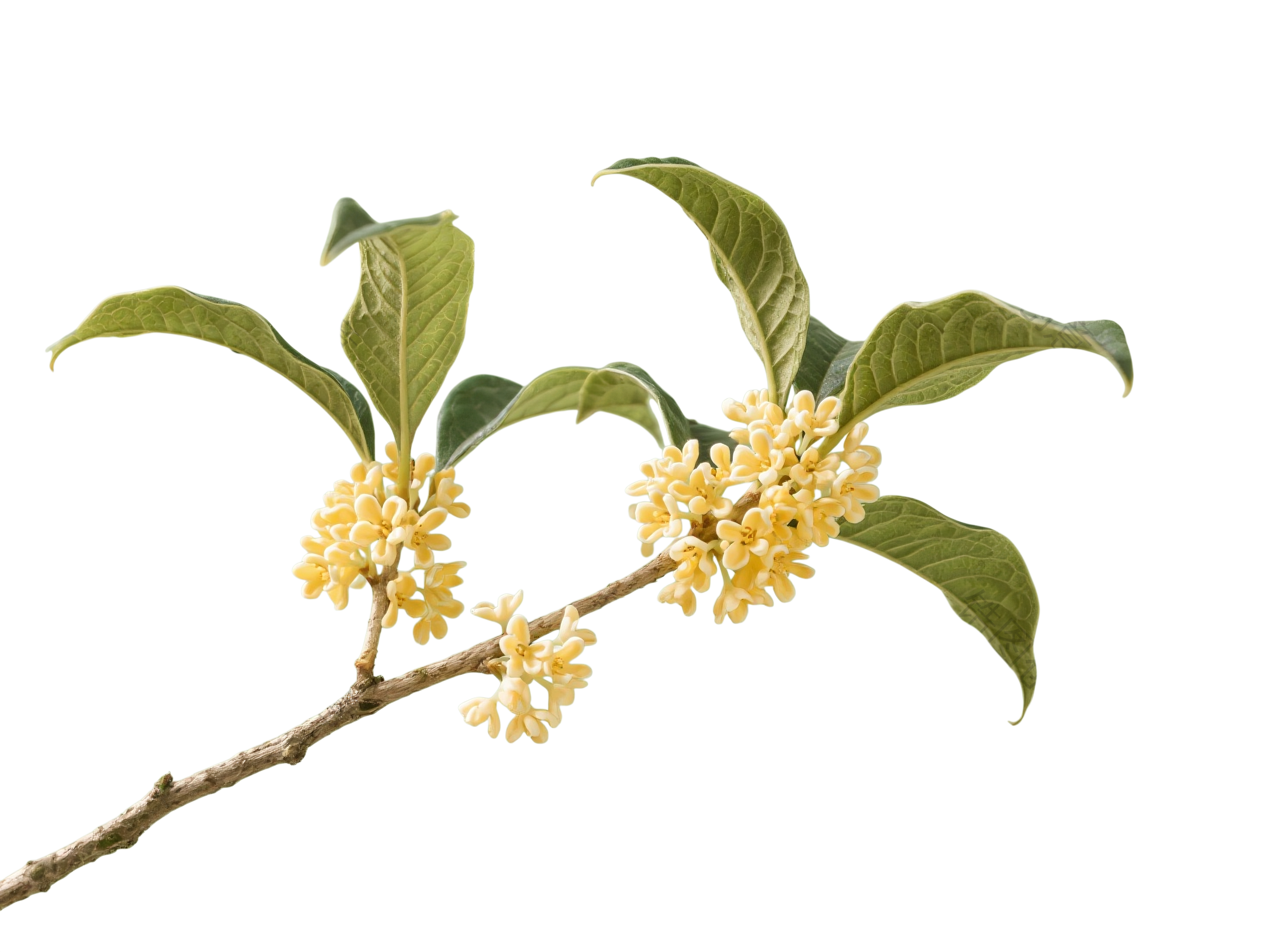 桂花花枝元素