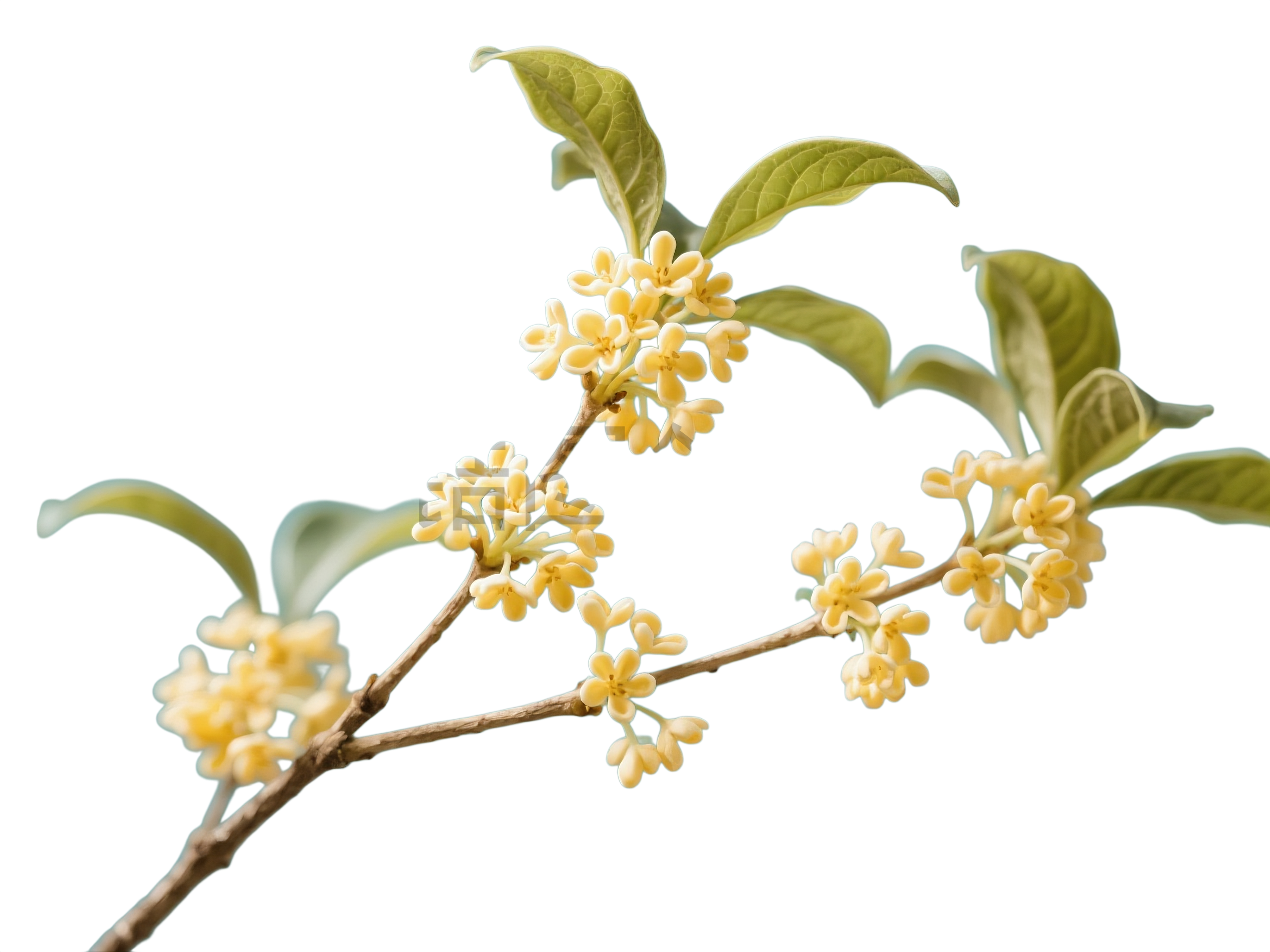 桂花花枝元素