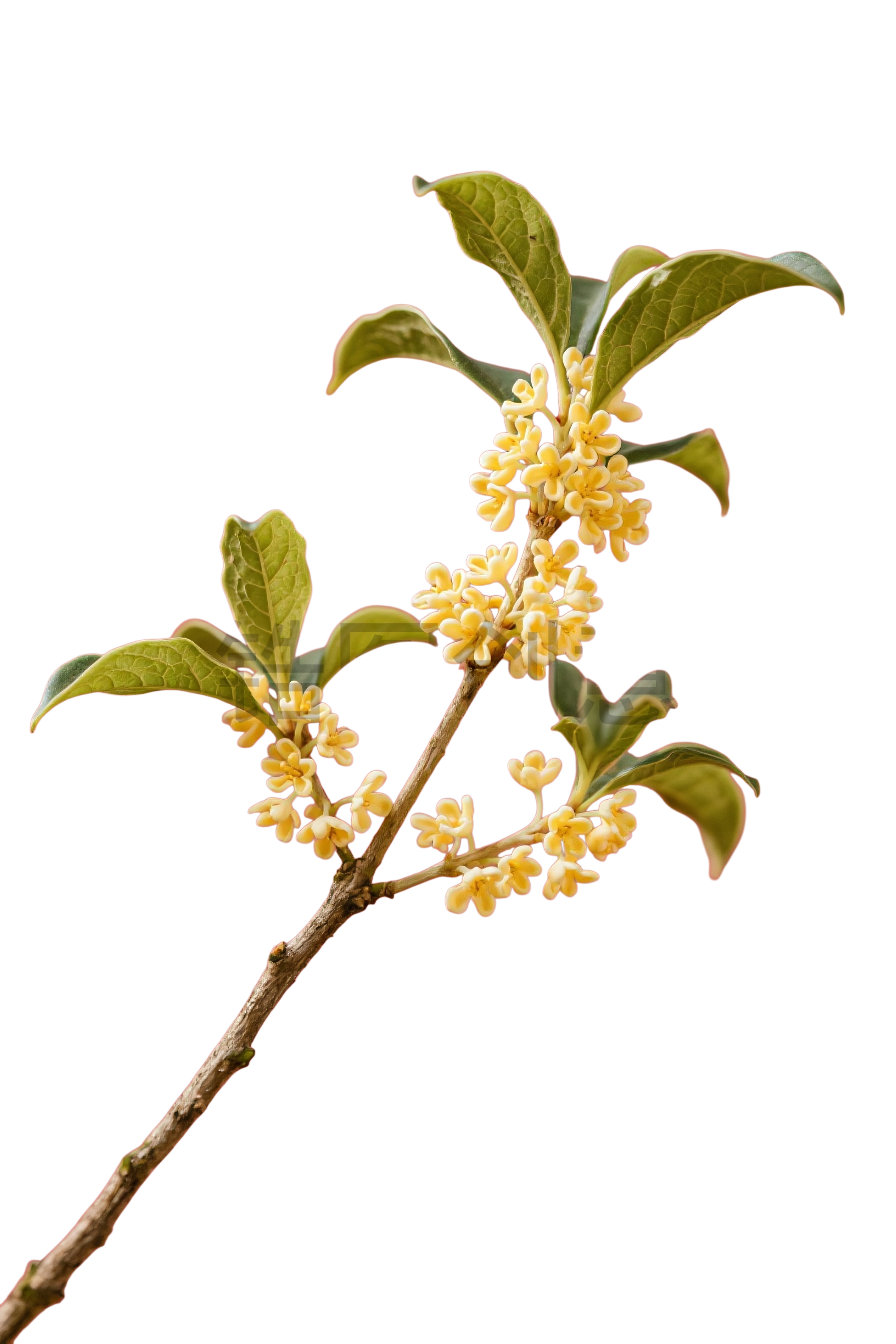 桂花枝叶元素