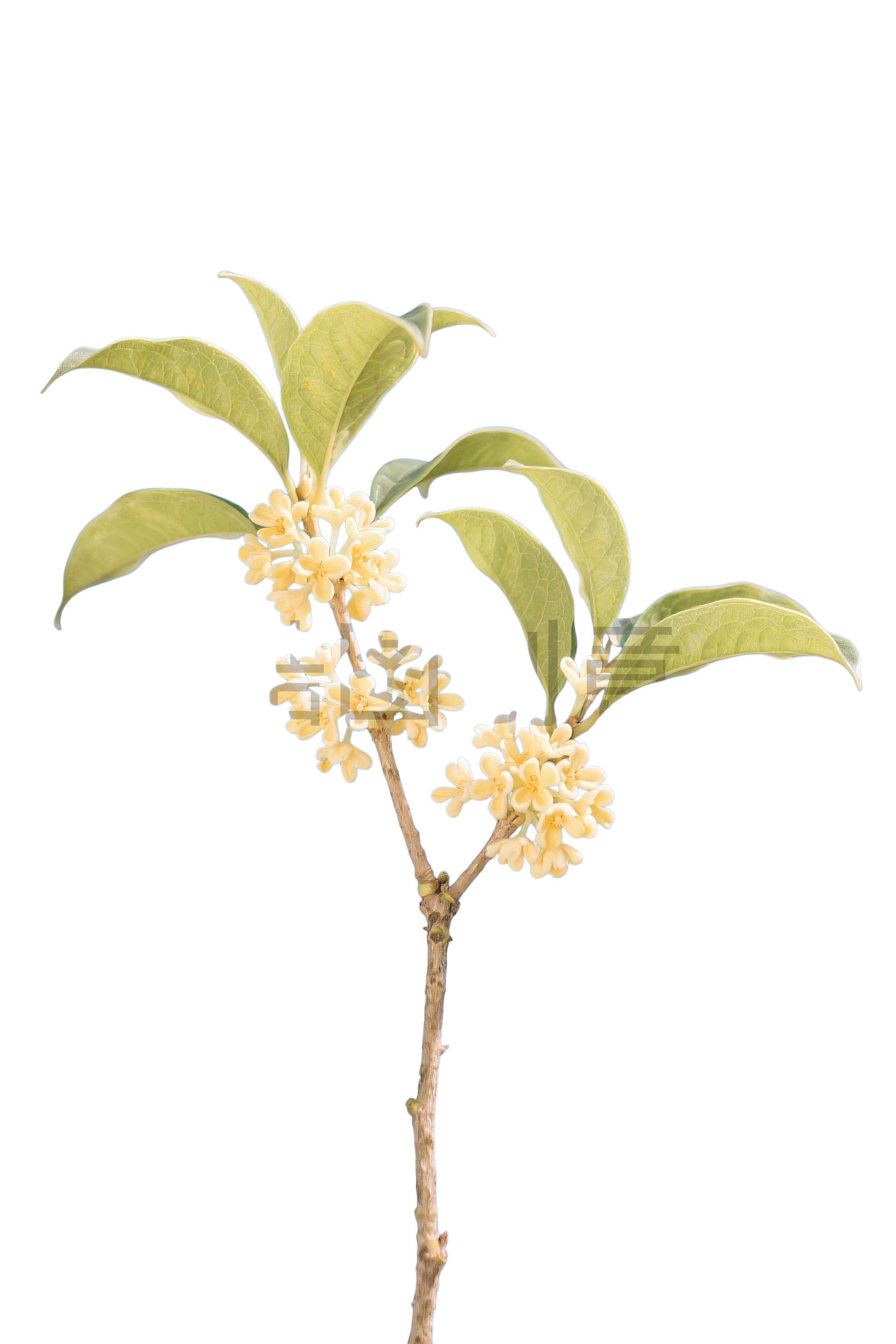 桂花花枝元素