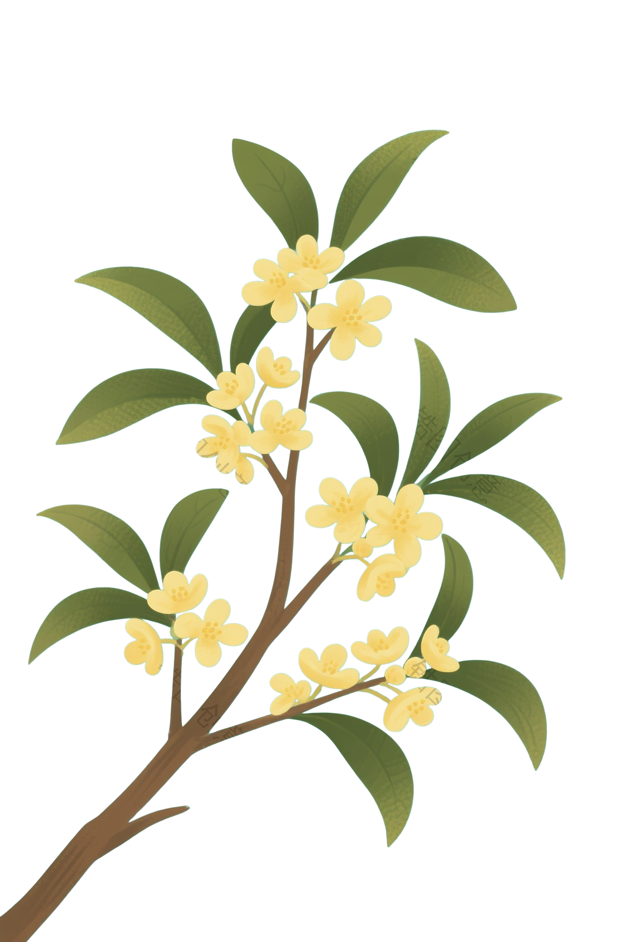 桂花花枝插画元素