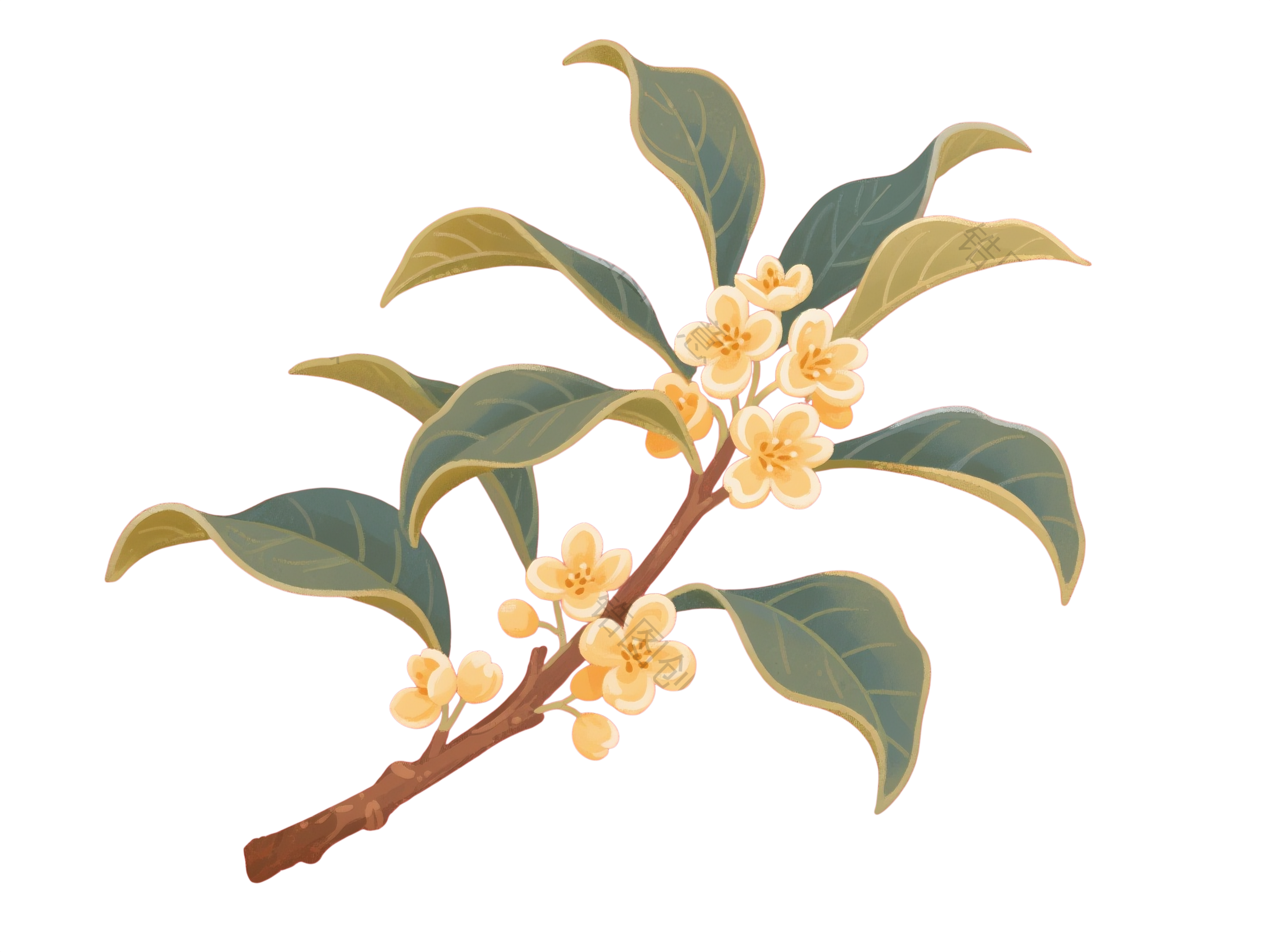 桂花枝叶元素