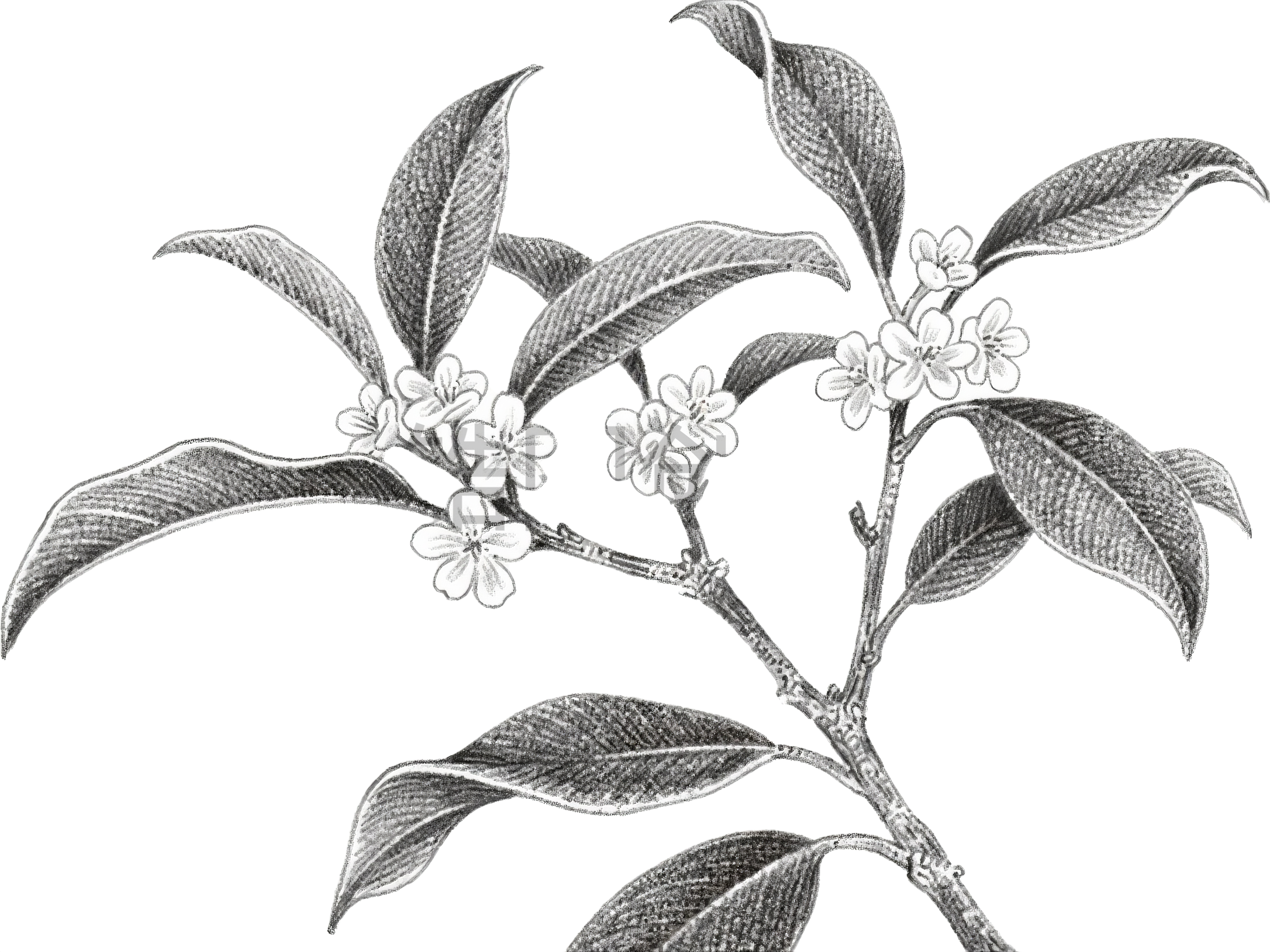 桂花花枝元素