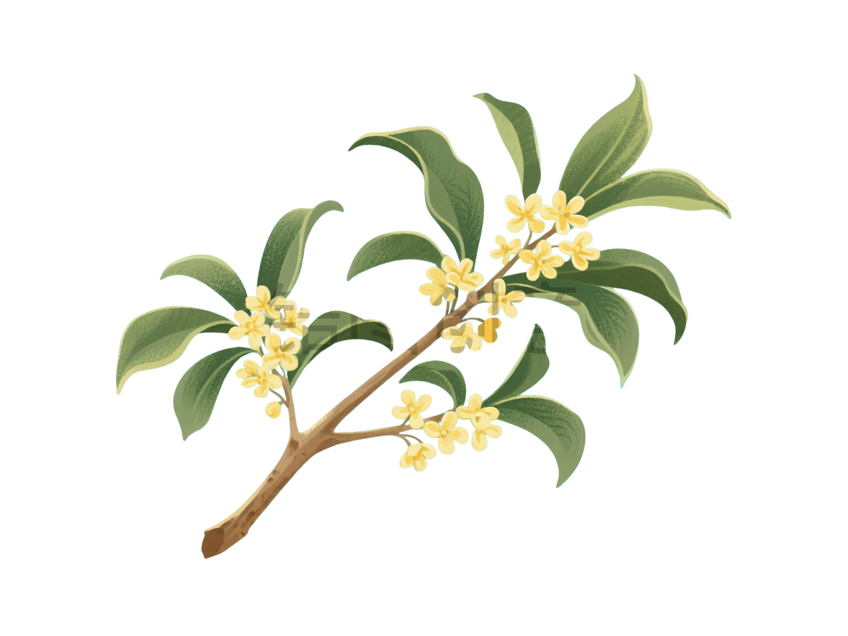 桂花枝叶元素