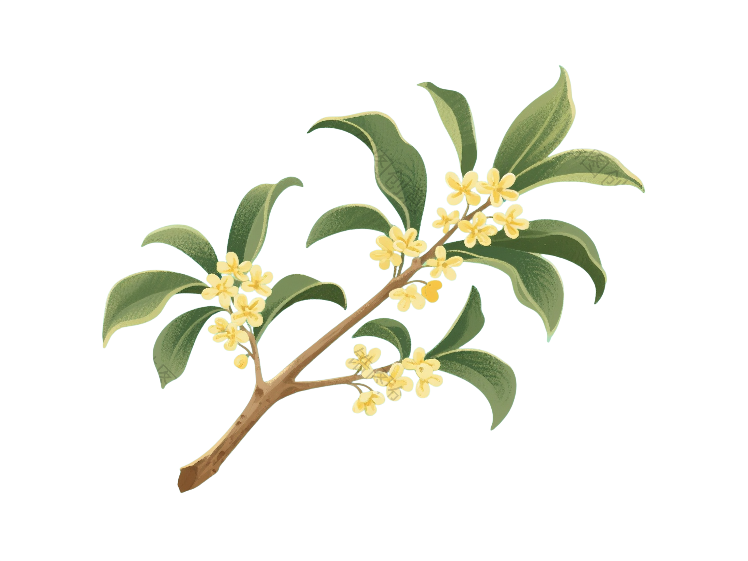 桂花枝叶元素