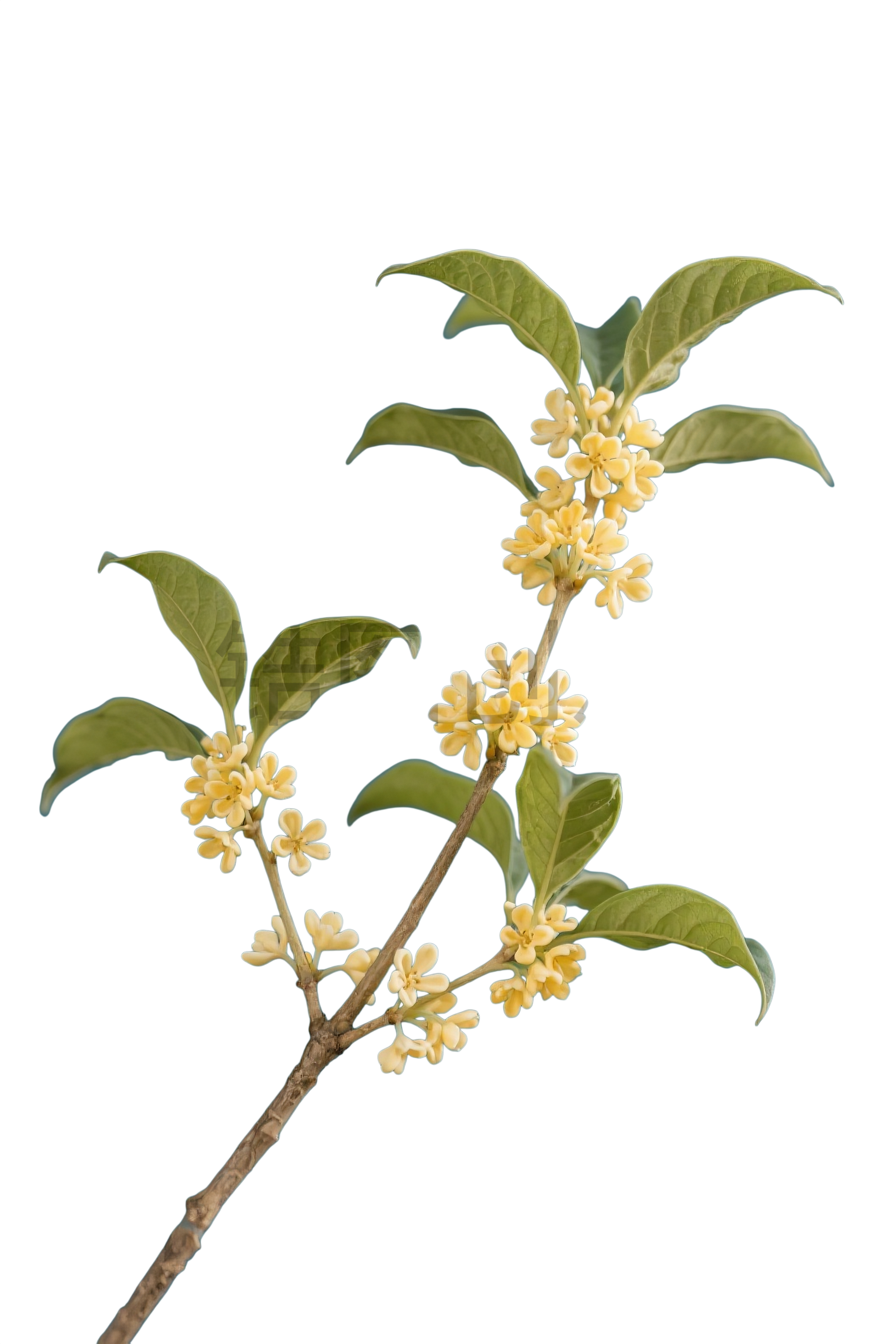 桂花枝叶元素