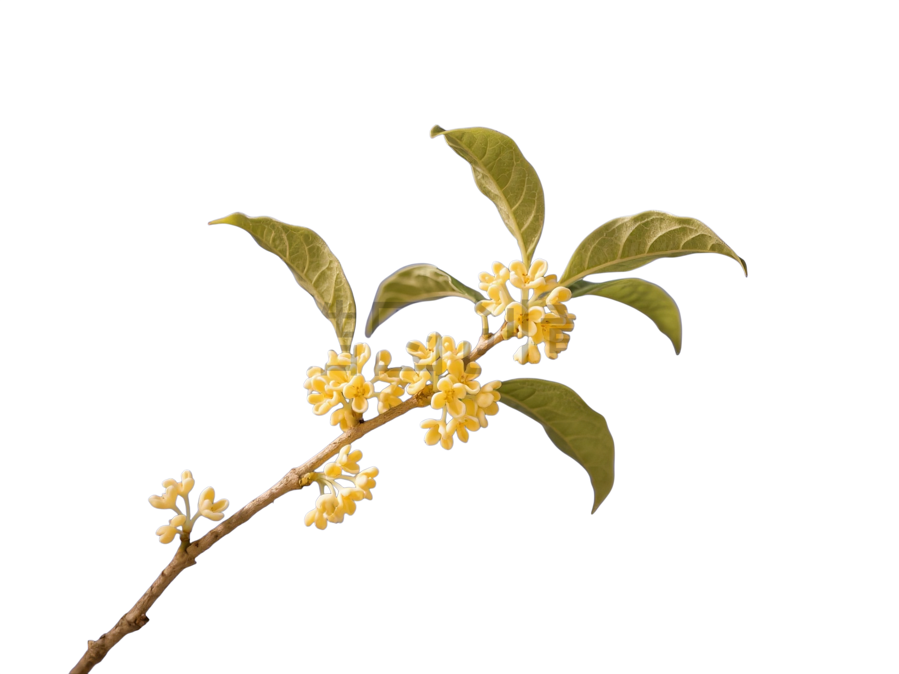 桂花花枝元素