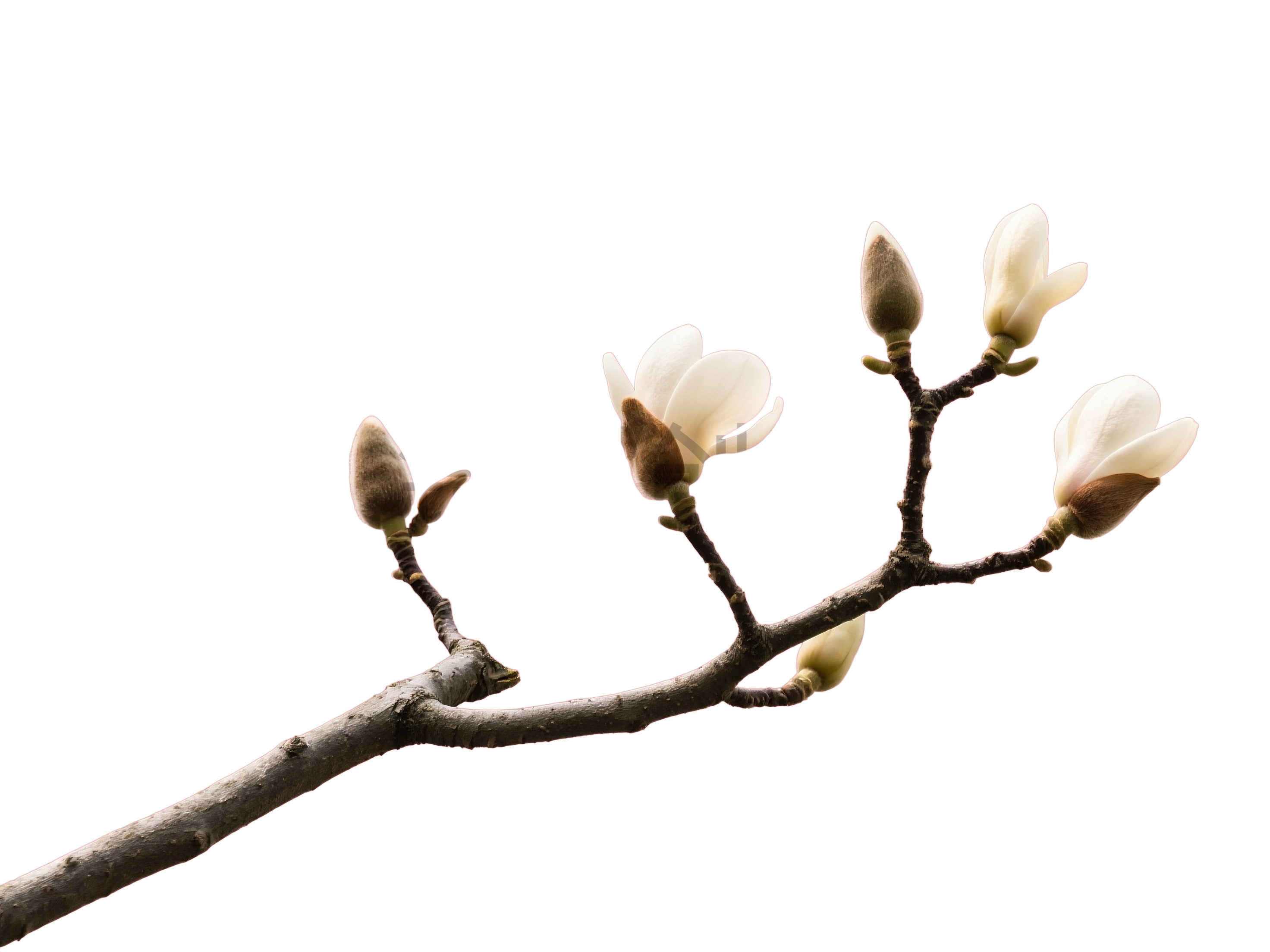 木棉花枝叶元素