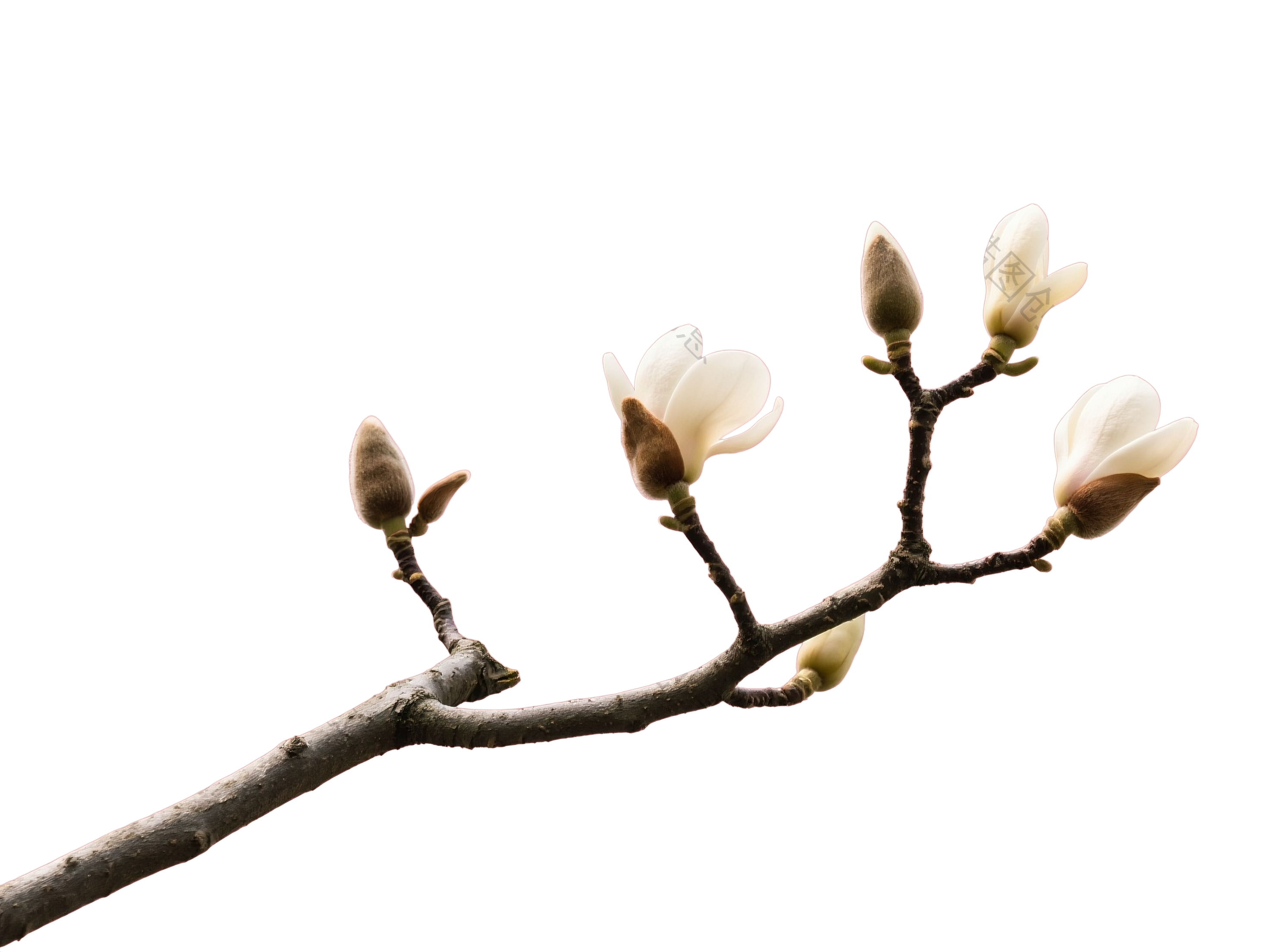 木棉花枝叶元素