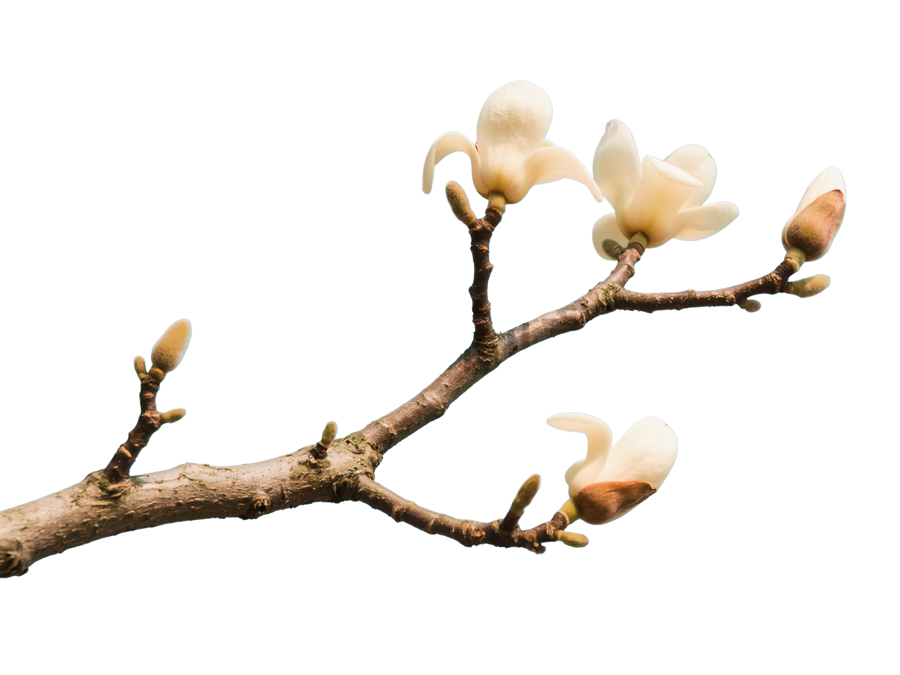 植物系列木棉花树枝元素