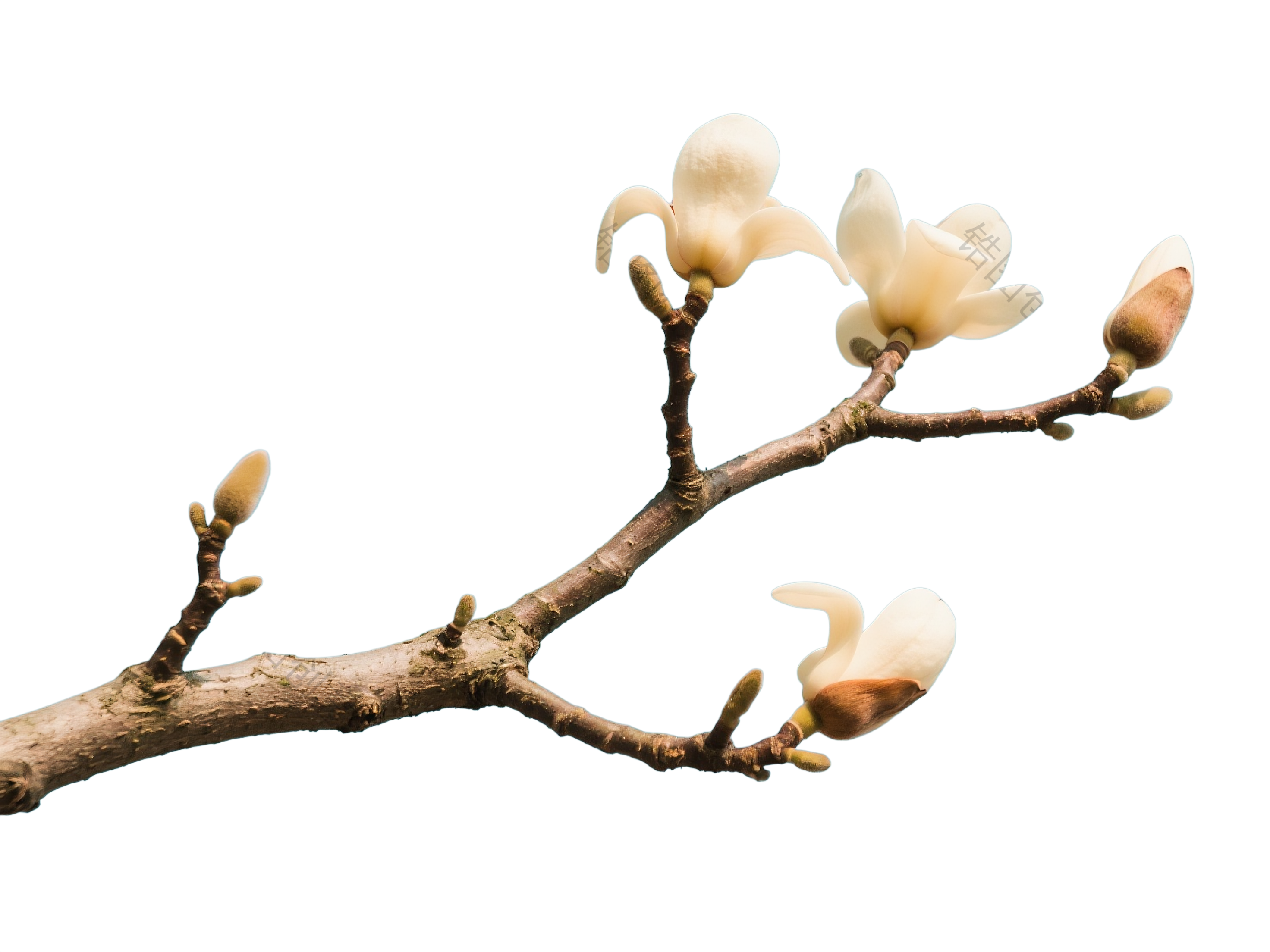 植物系列木棉花树枝元素
