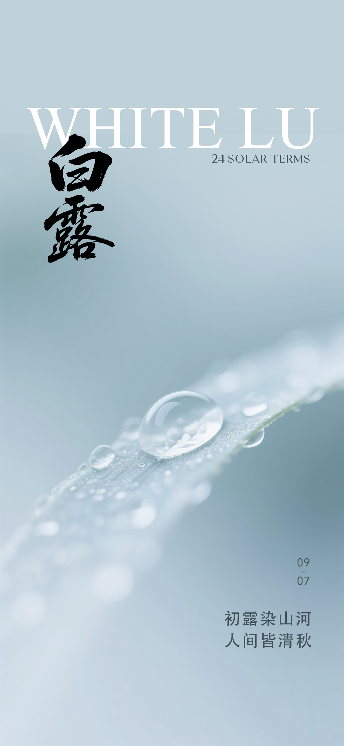 白露寒露简约节气海报