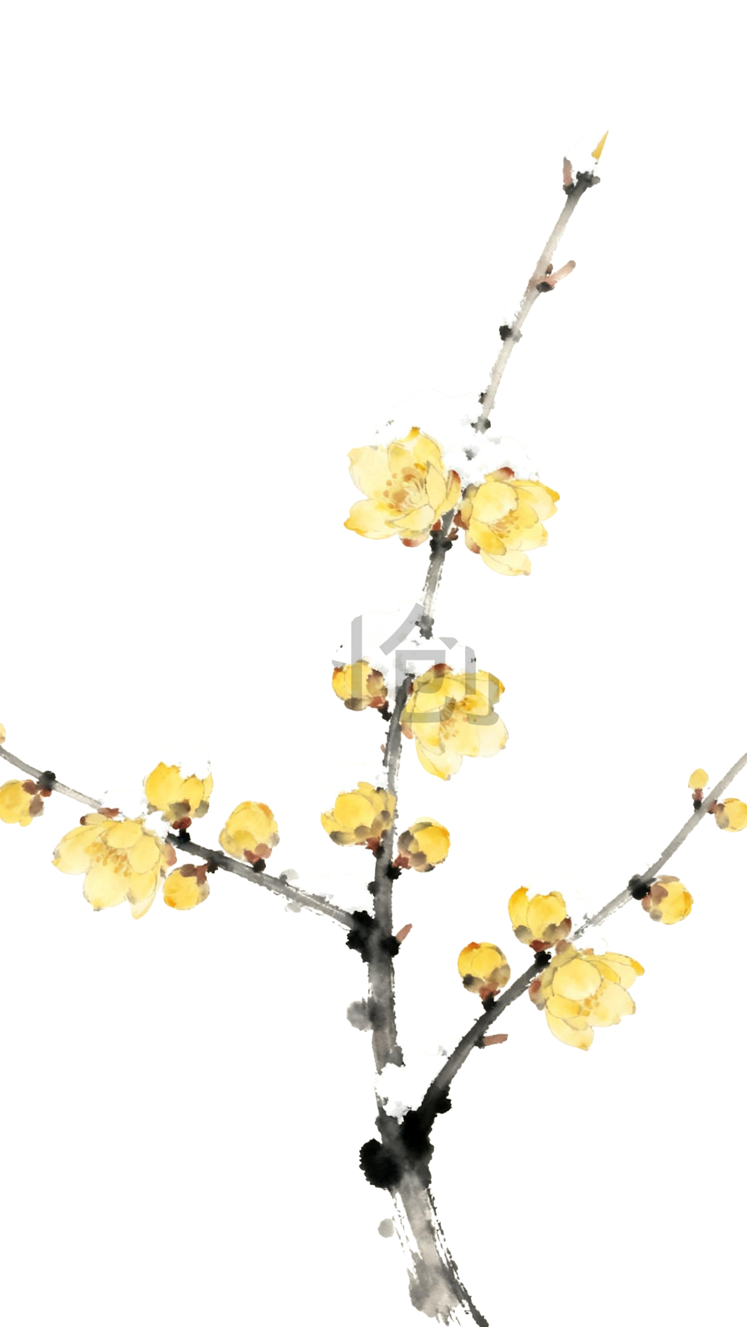 水墨画国风腊梅元素