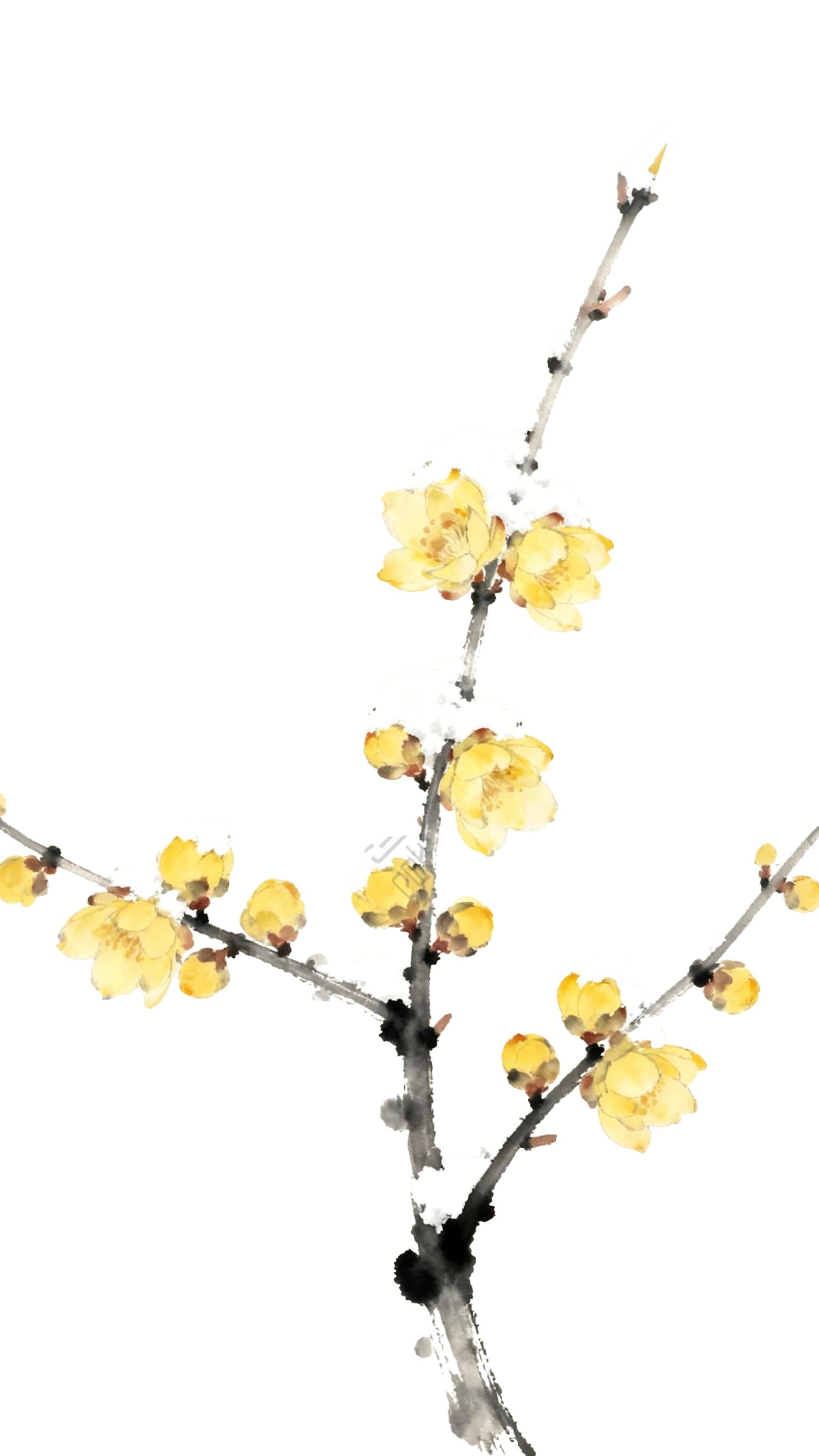 水墨画国风腊梅元素