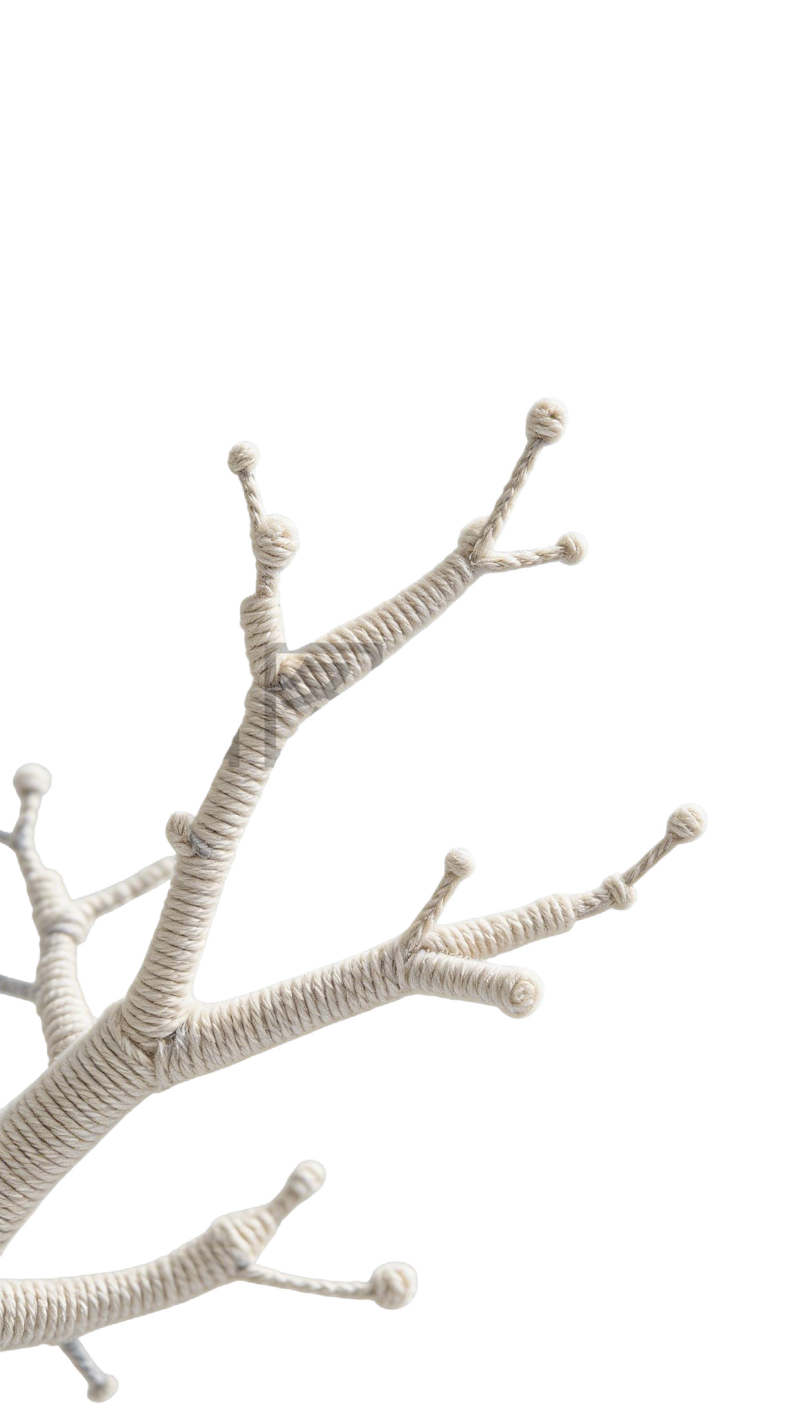 冬日植物树枝枝干插画元素