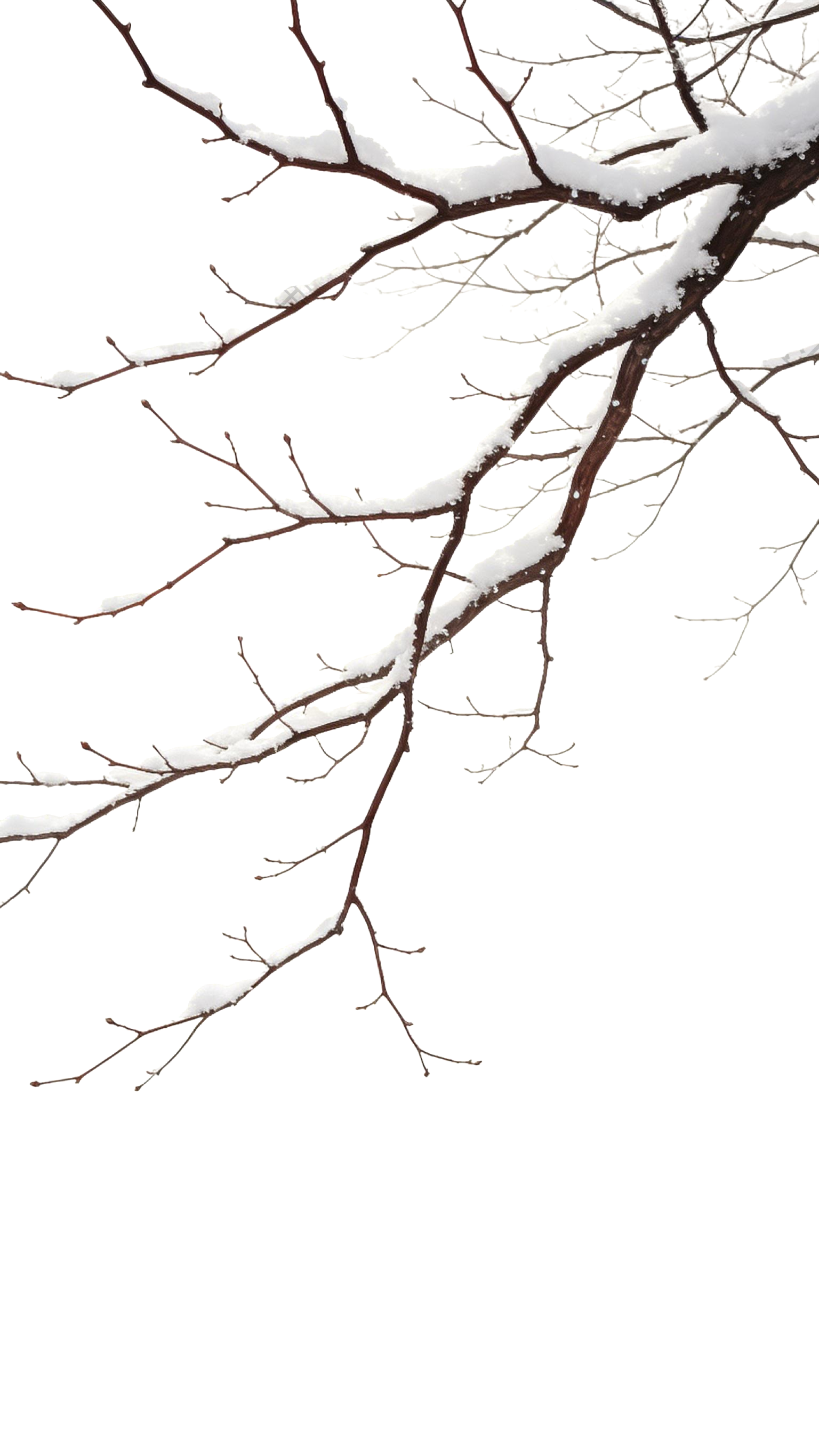 冬日植物树枝枝干元素