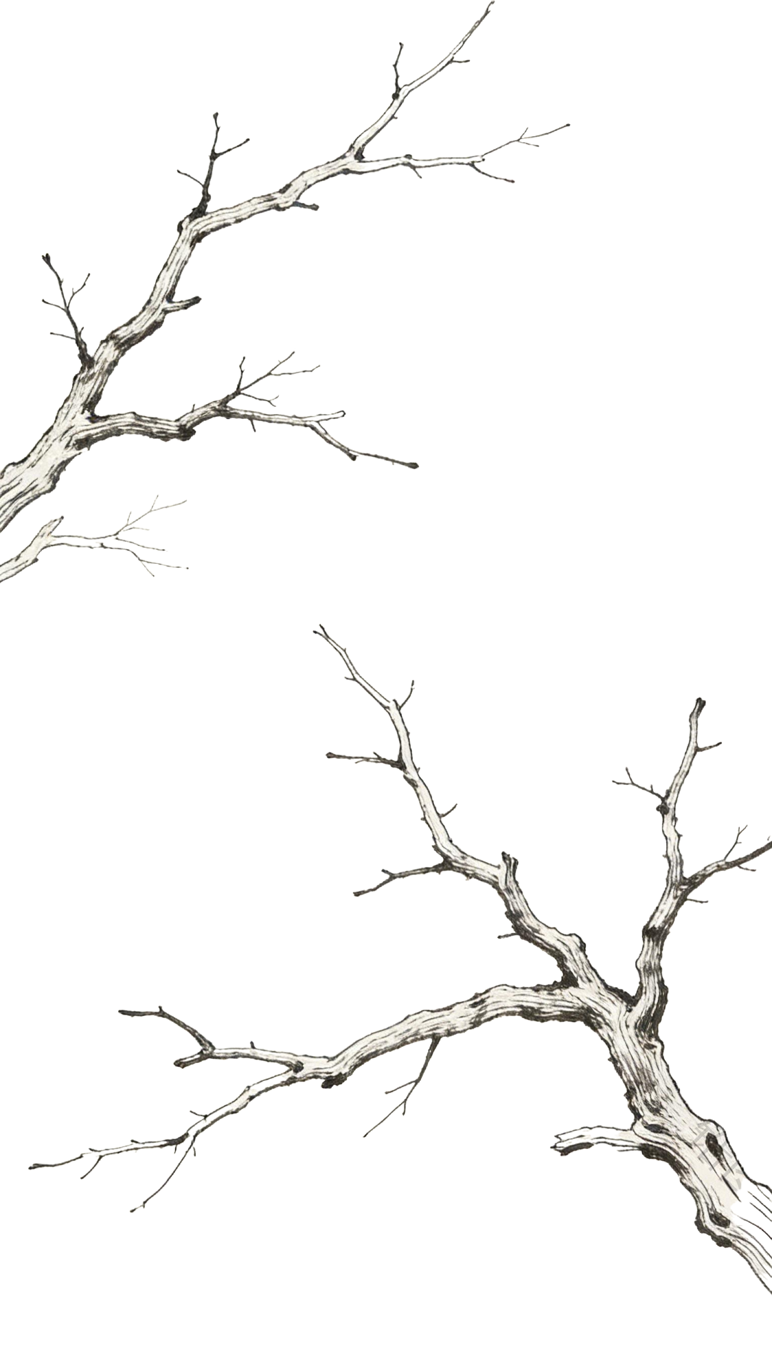 冬日植物树枝枝干中国风插画元素