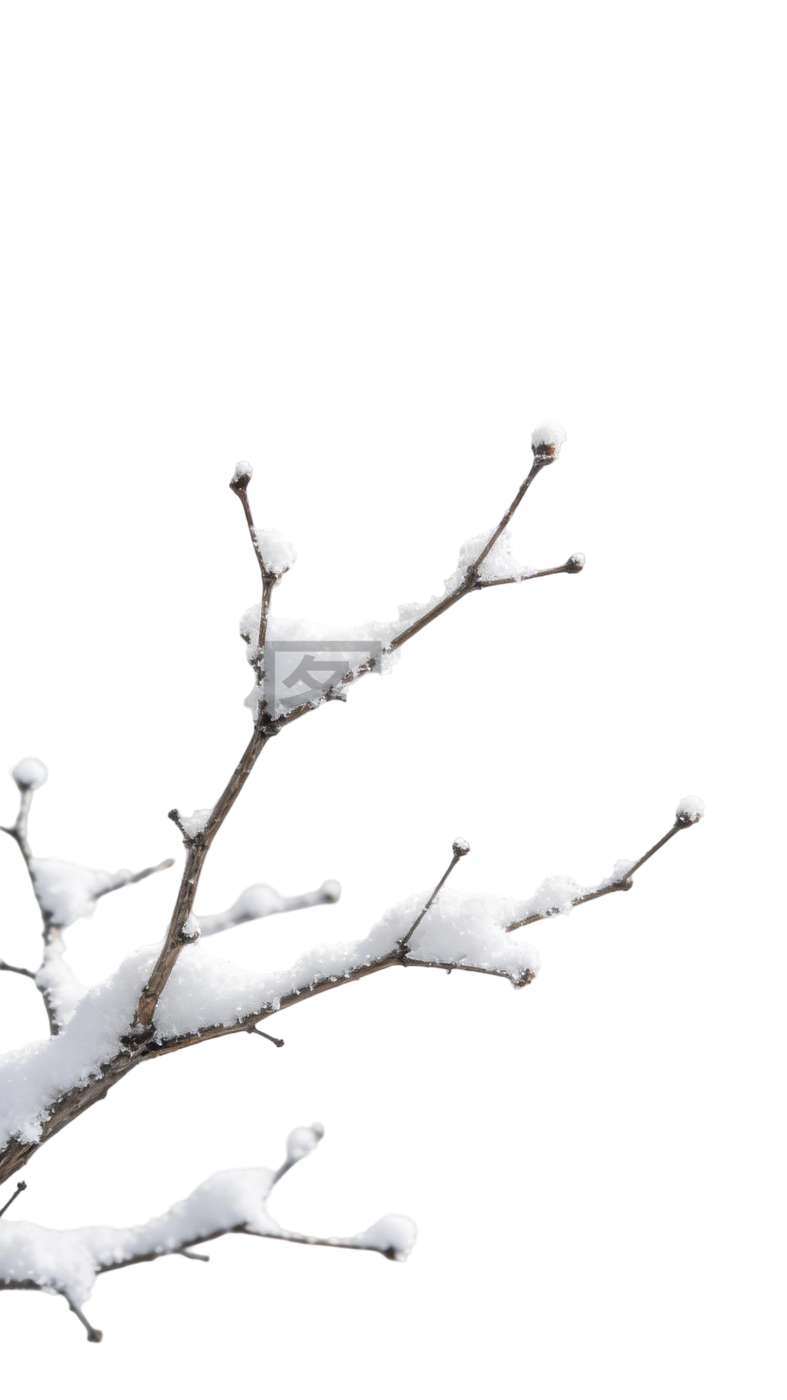 冬日植物树枝枝干元素