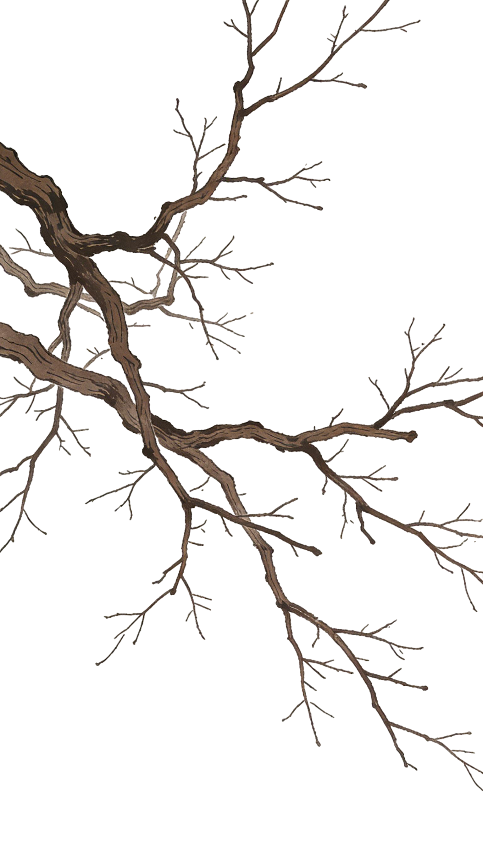 冬日植物树枝枝干中国风插画元素