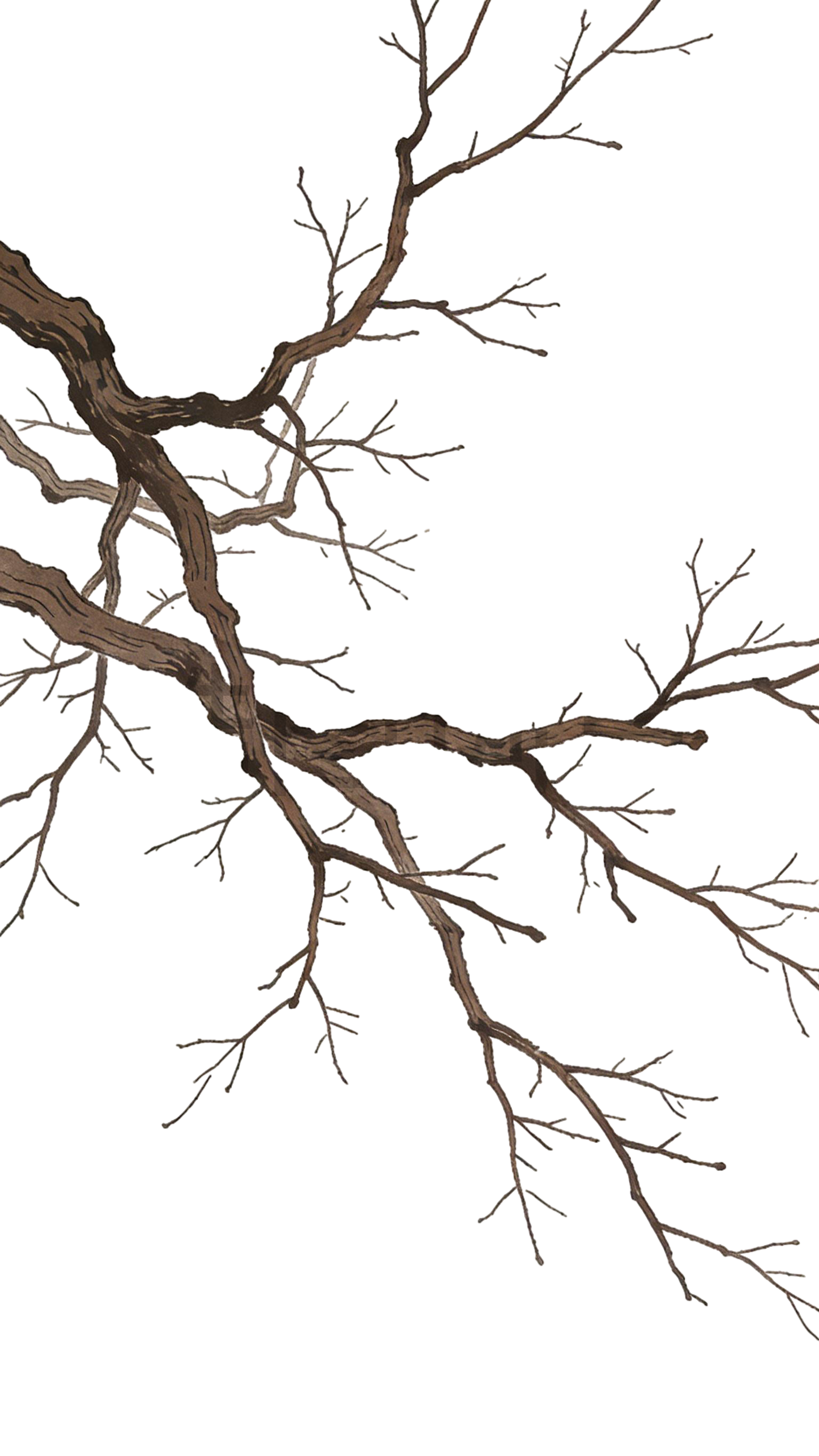 冬日植物树枝枝干中国风插画元素