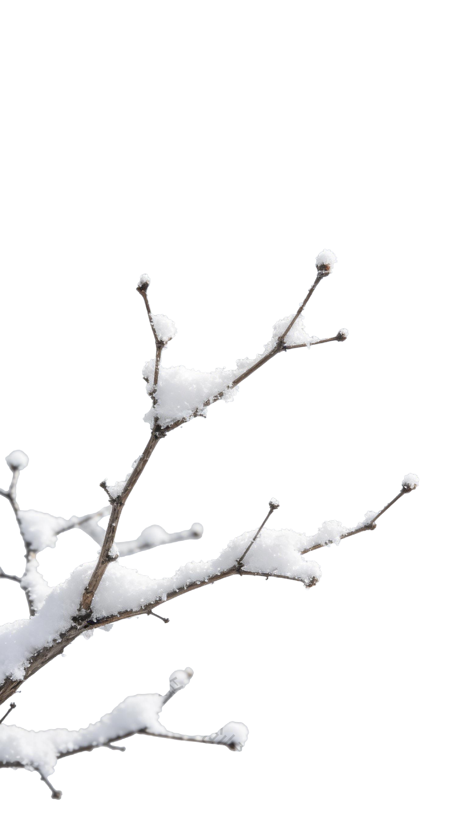 冬天树枝枝干元素