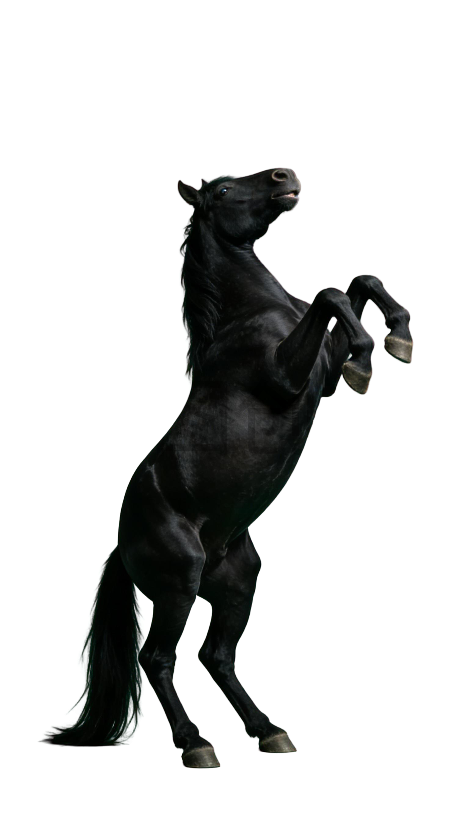 真实感黑色马元素