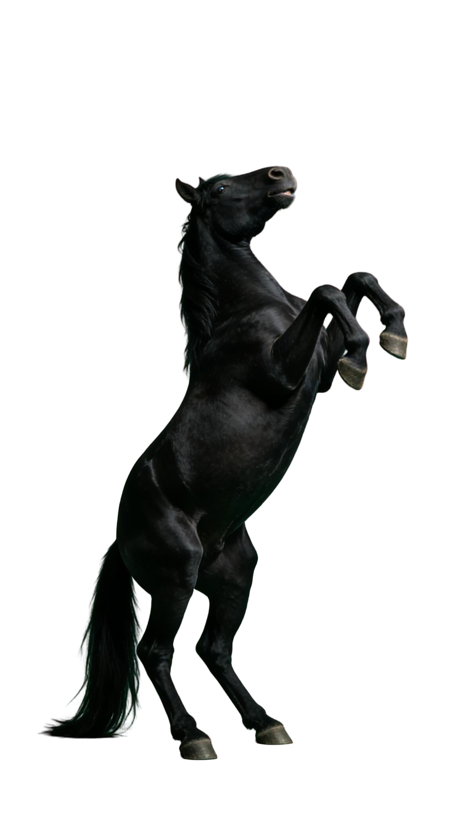 真实感黑色马元素