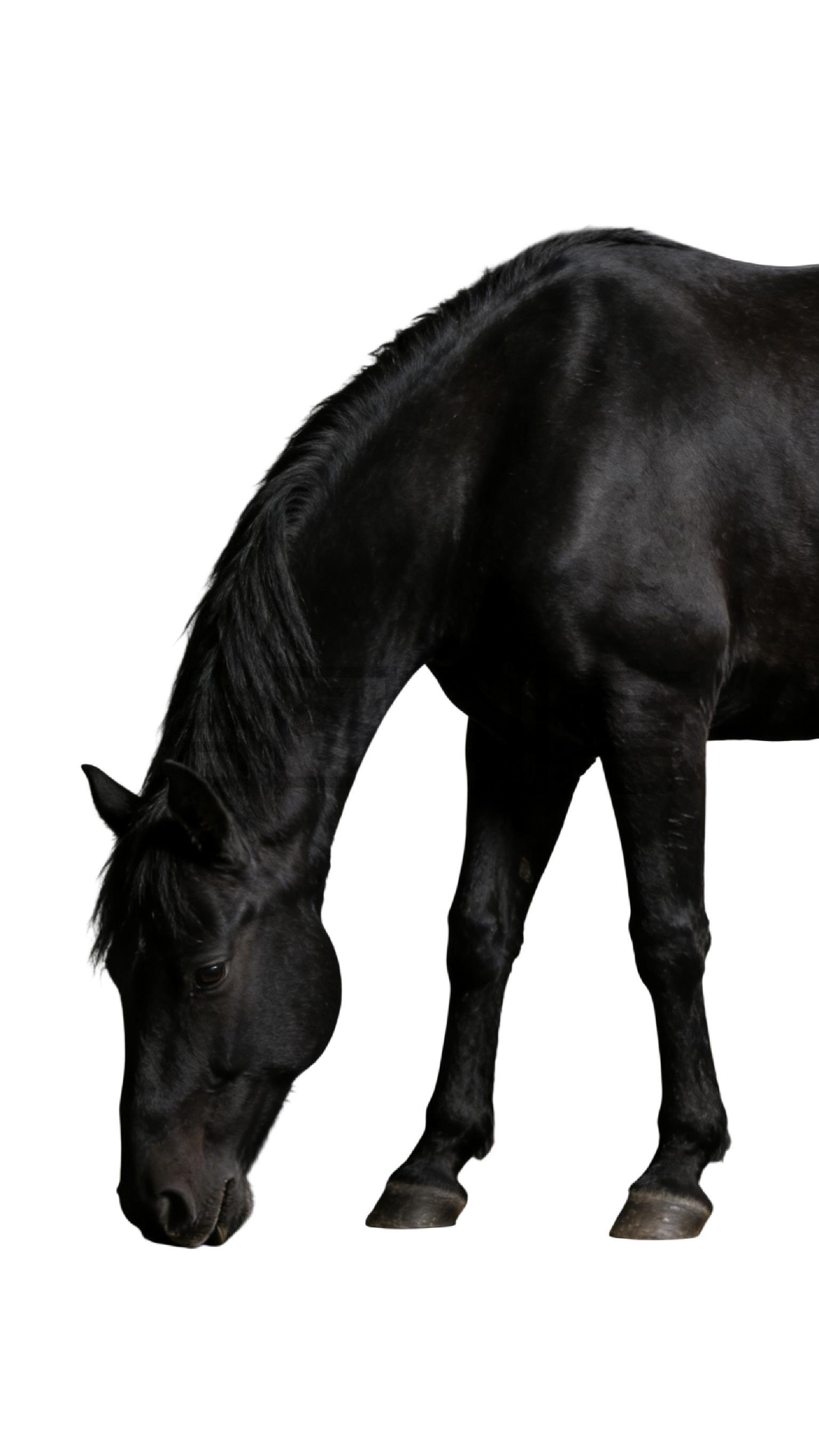 真实感黑色马元素