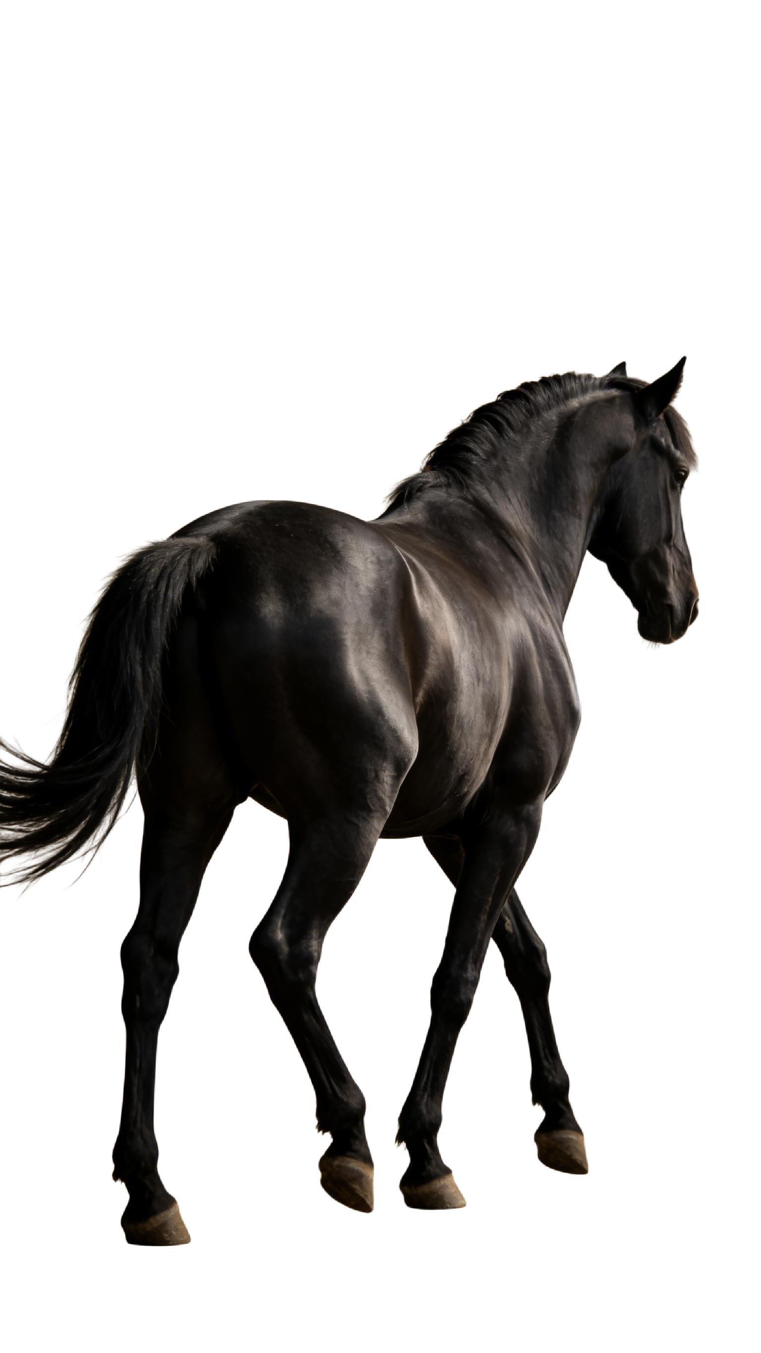 真实感黑色马元素