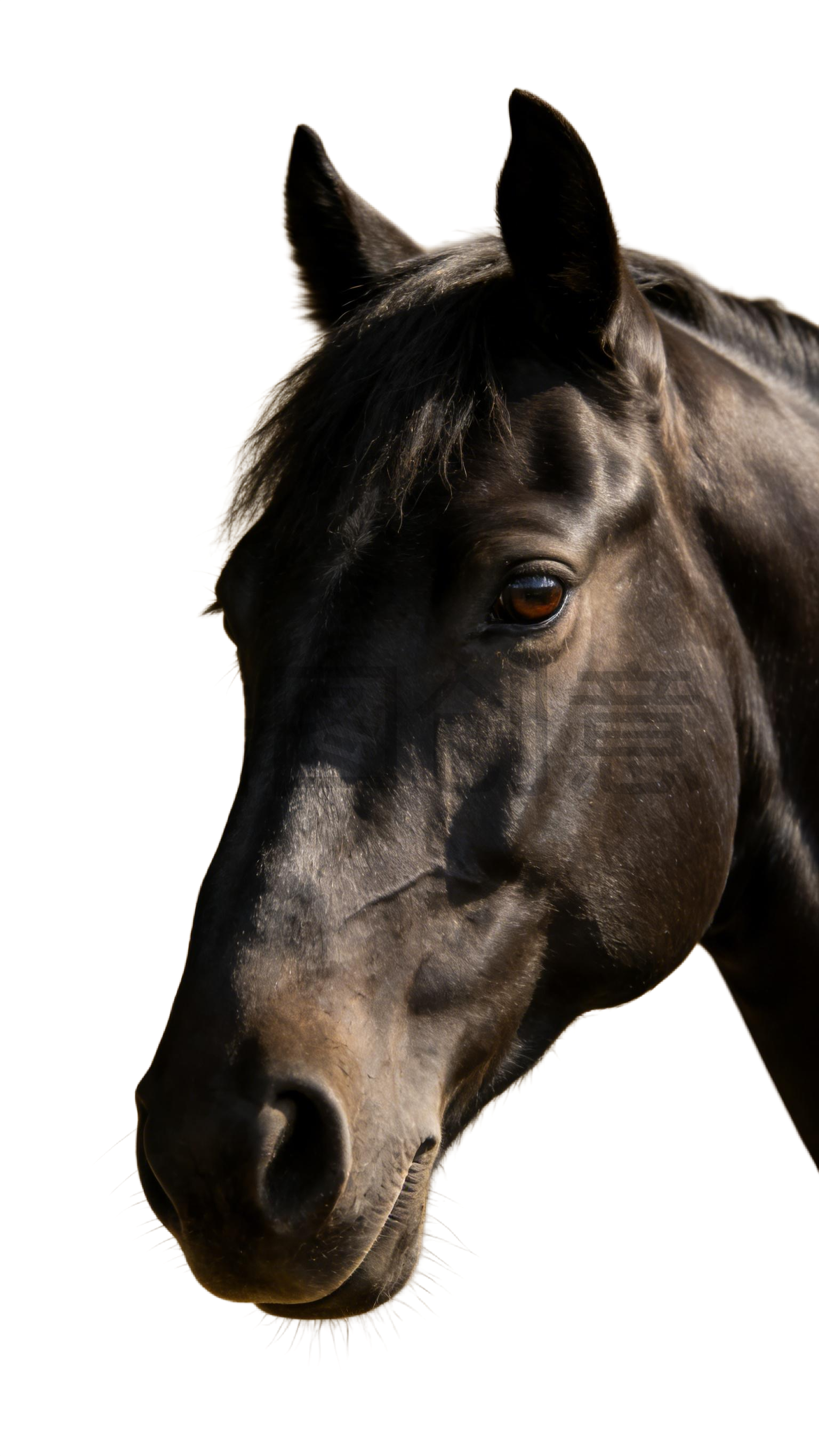 真实感黑色马元素