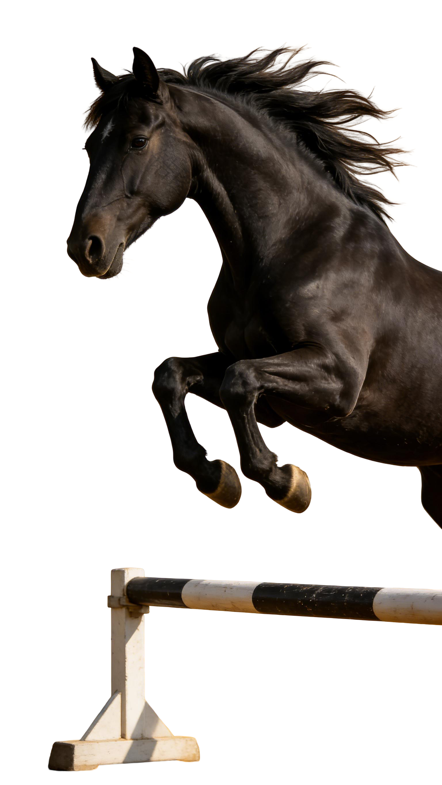 真实感黑色马元素