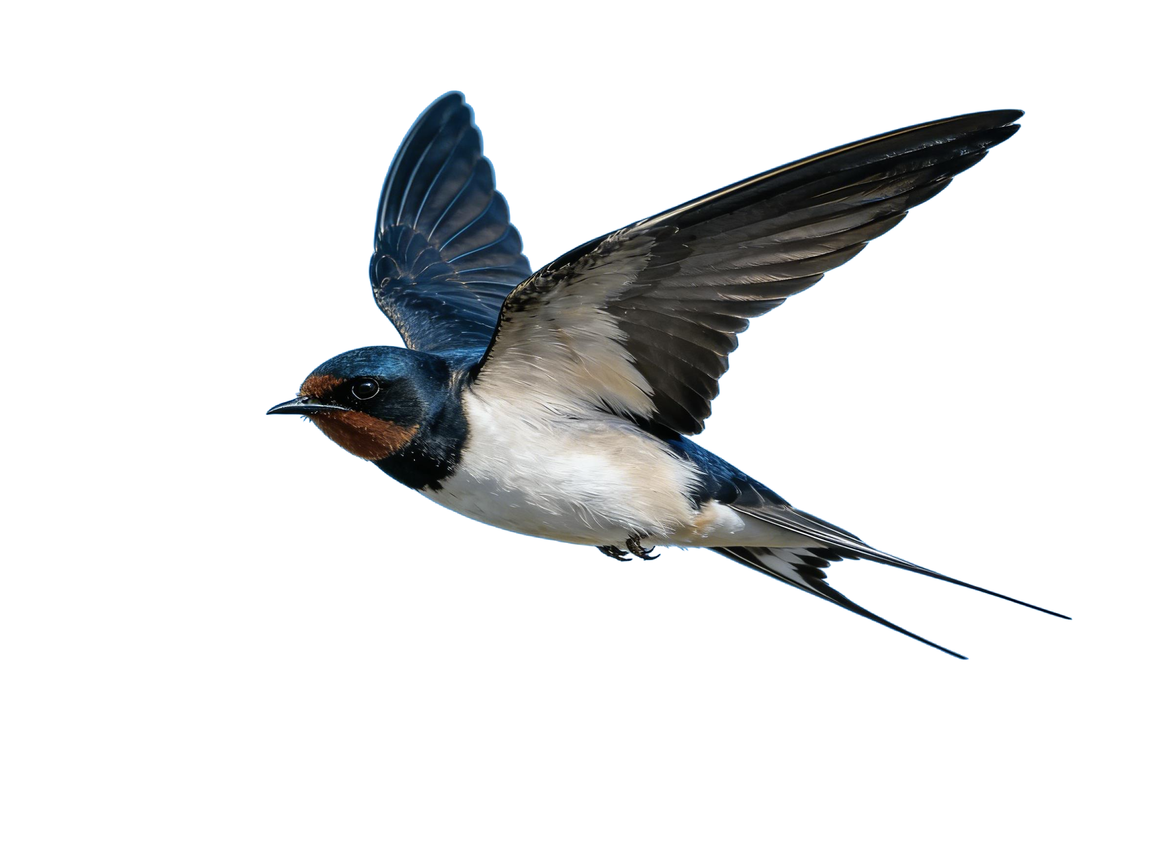 真实感飞燕燕子元素