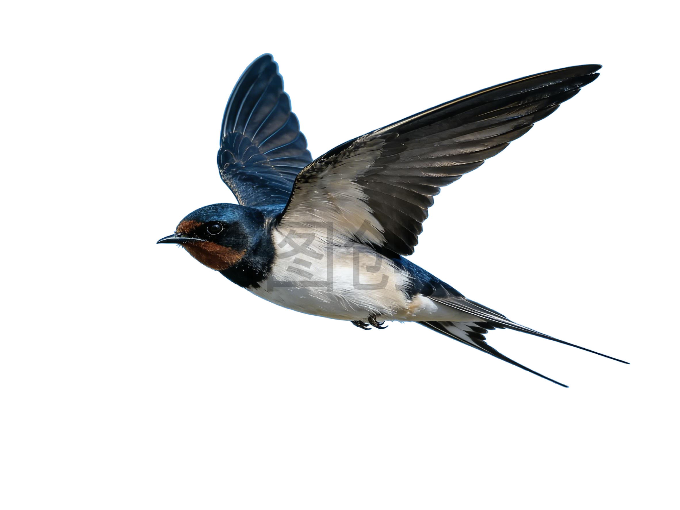 真实感飞燕燕子元素