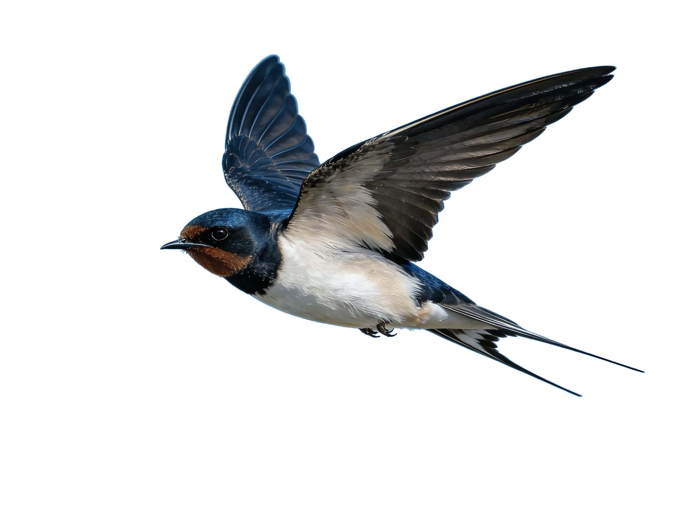 真实感飞燕燕子元素