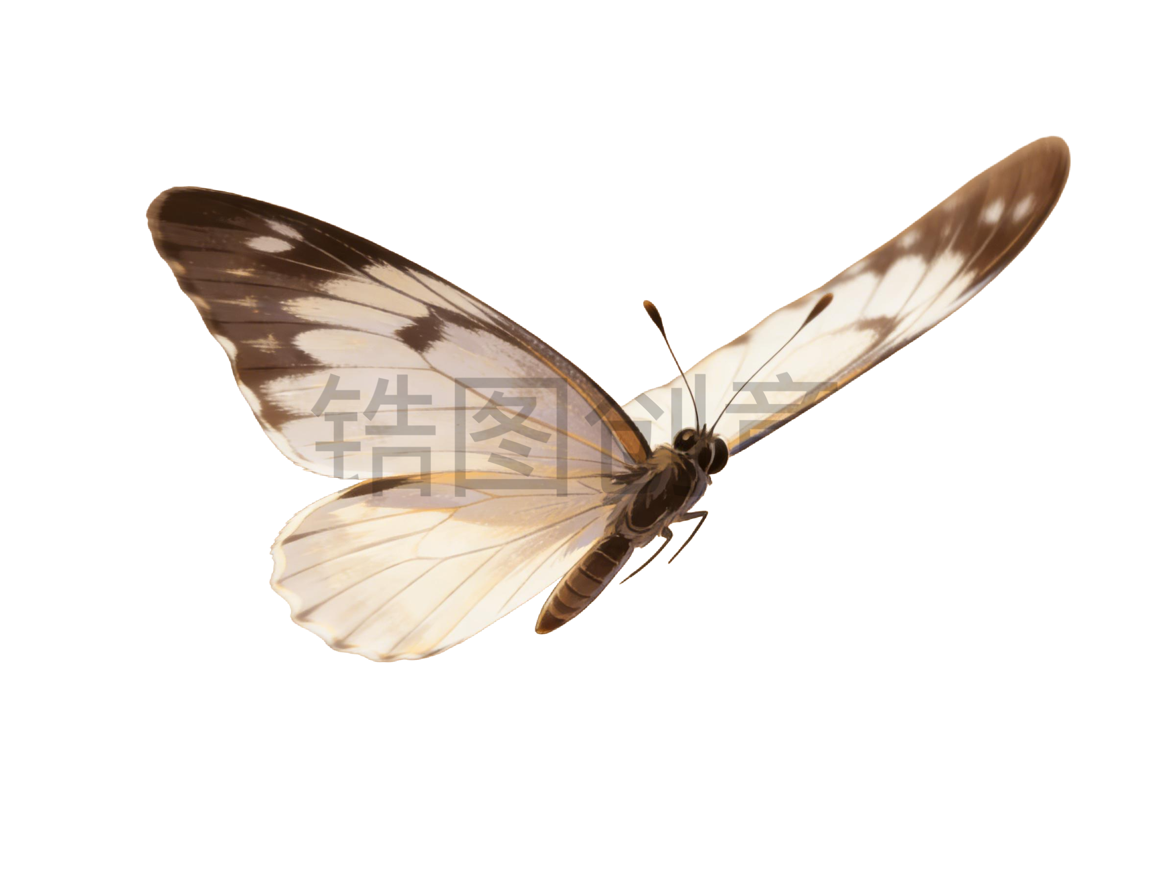 昆虫系列蝴蝶插画元素