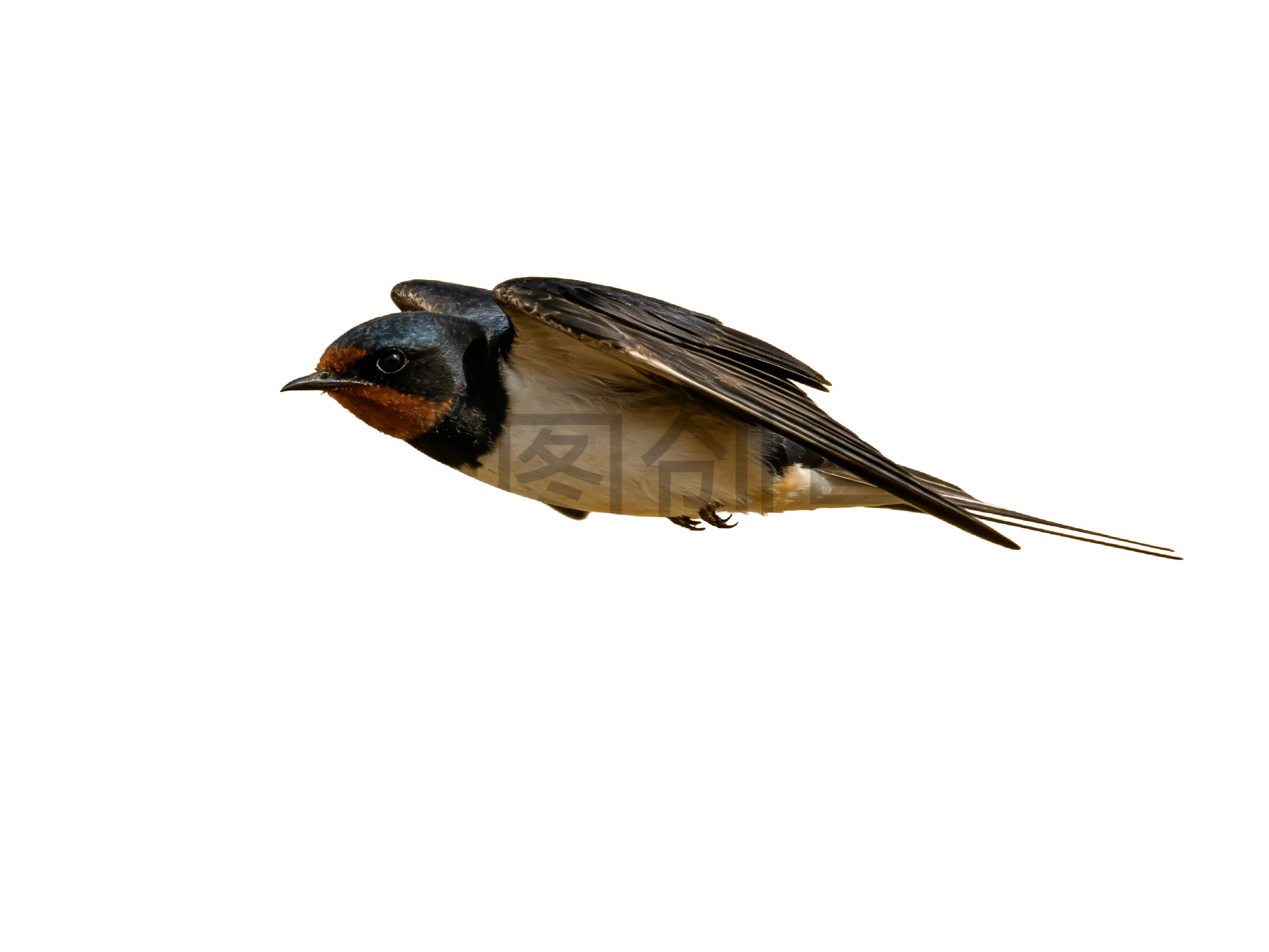 真实感飞燕燕子元素